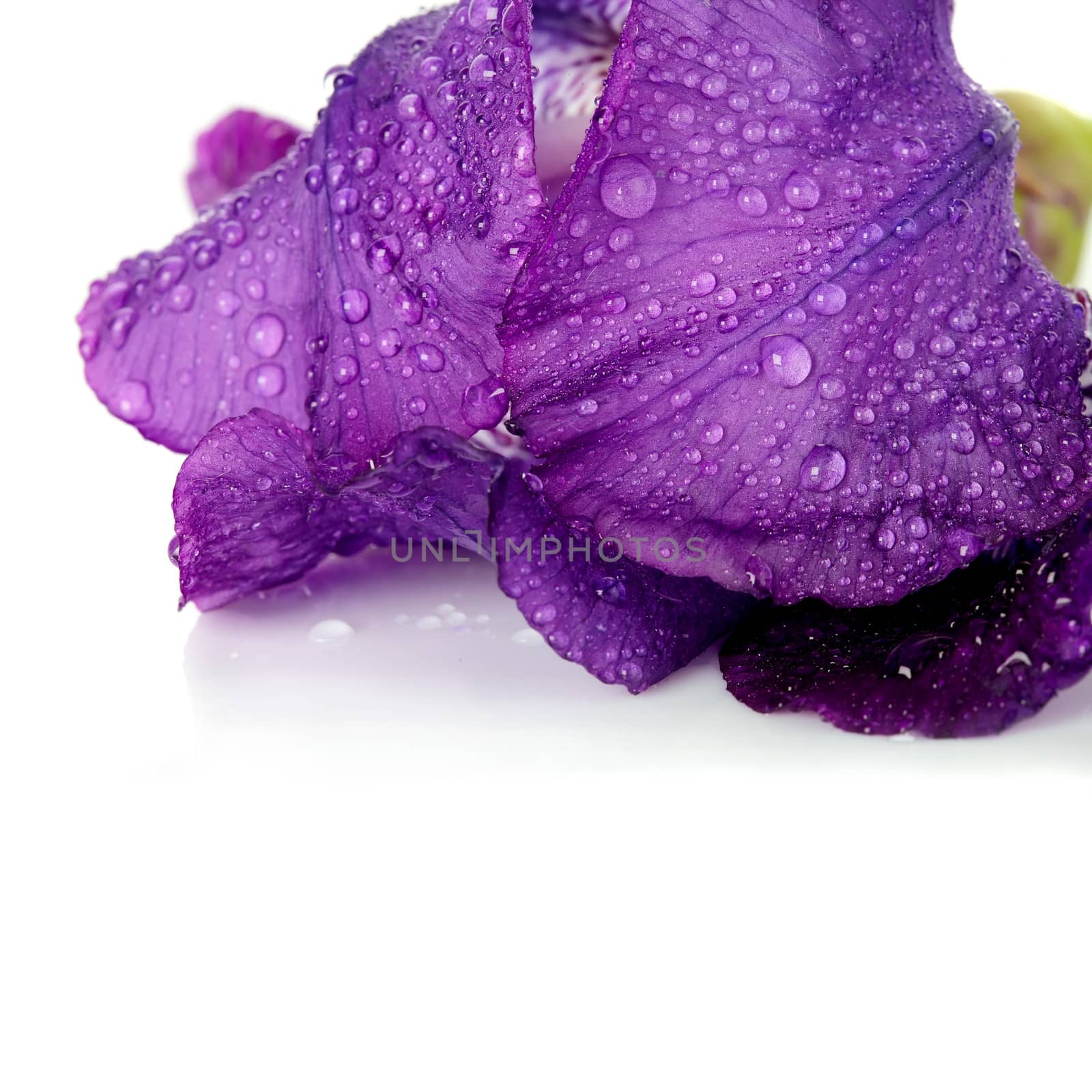 Violet flower. Iris flower. Violet iris. Petals of a violet flower of an iris. Flower in dew drops. Flower petals in dew drops.