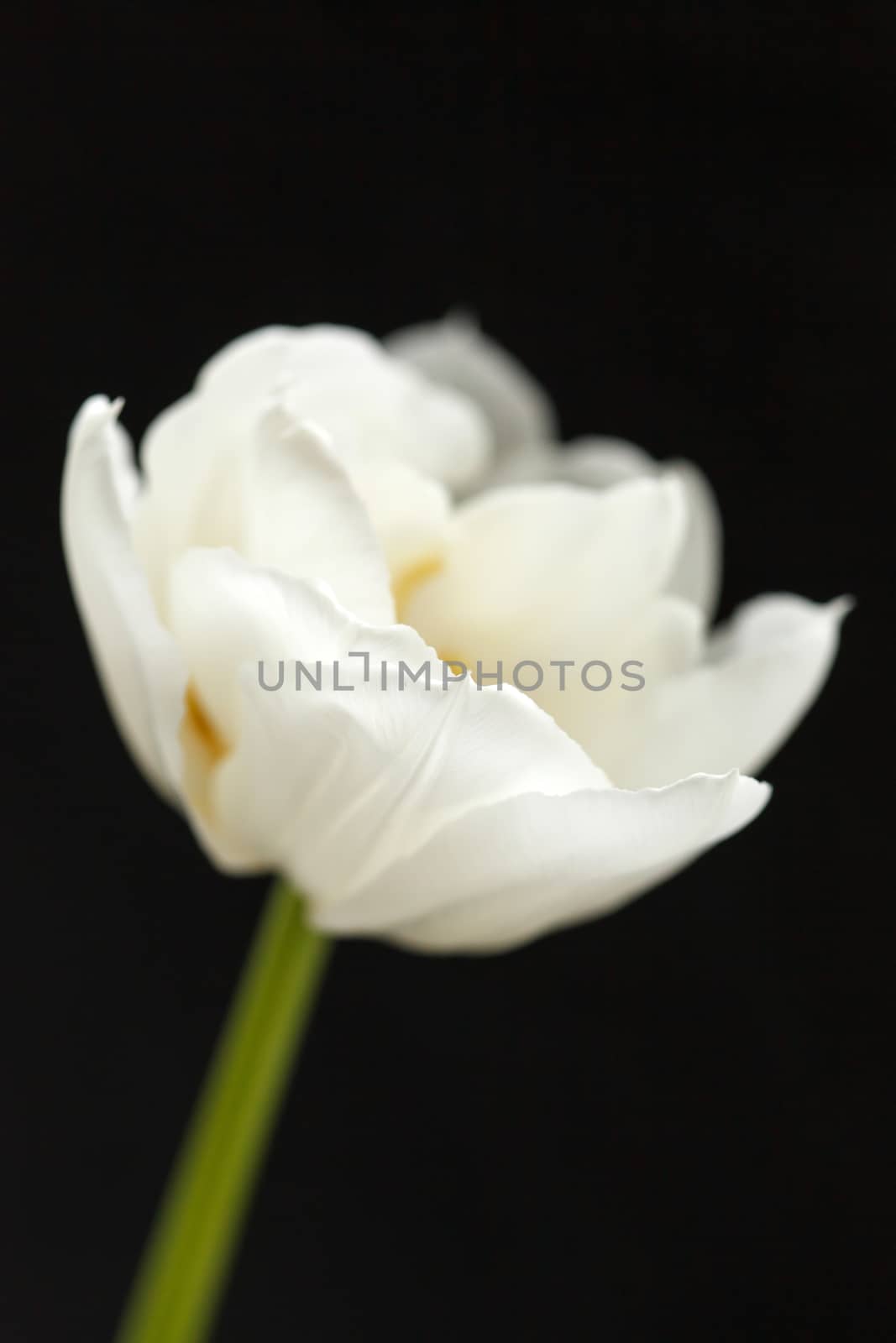 nice tulip by shebeko