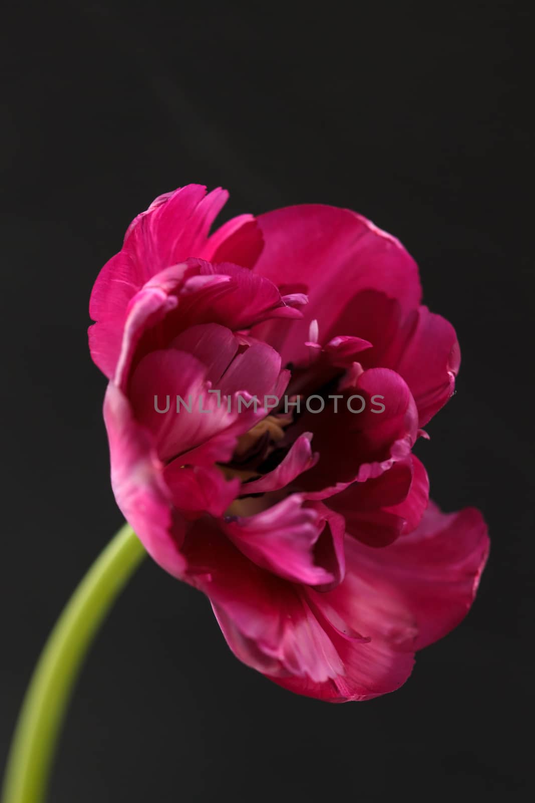 nice tulip by shebeko