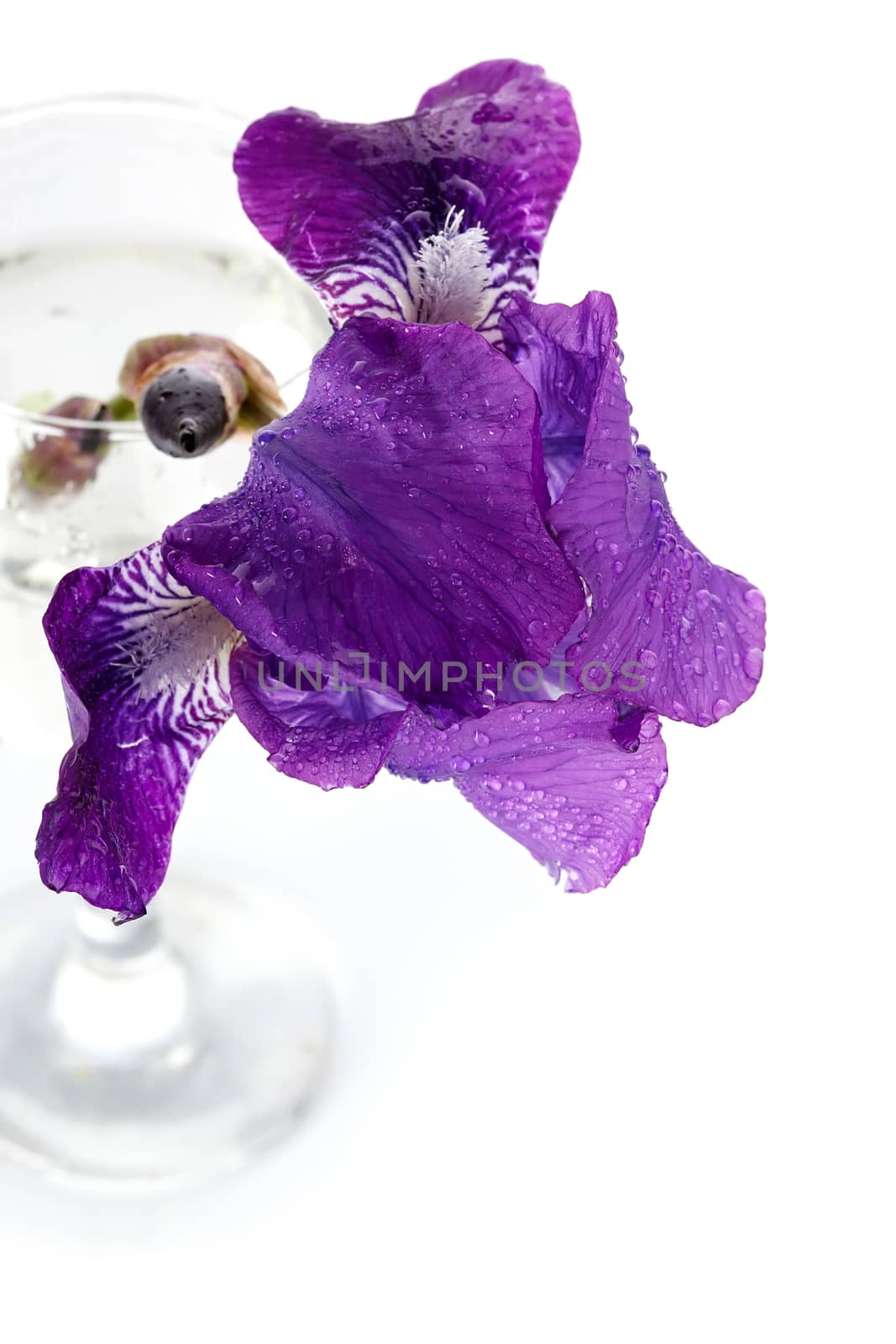 Violet Iris flower in a glass. by Azaliya