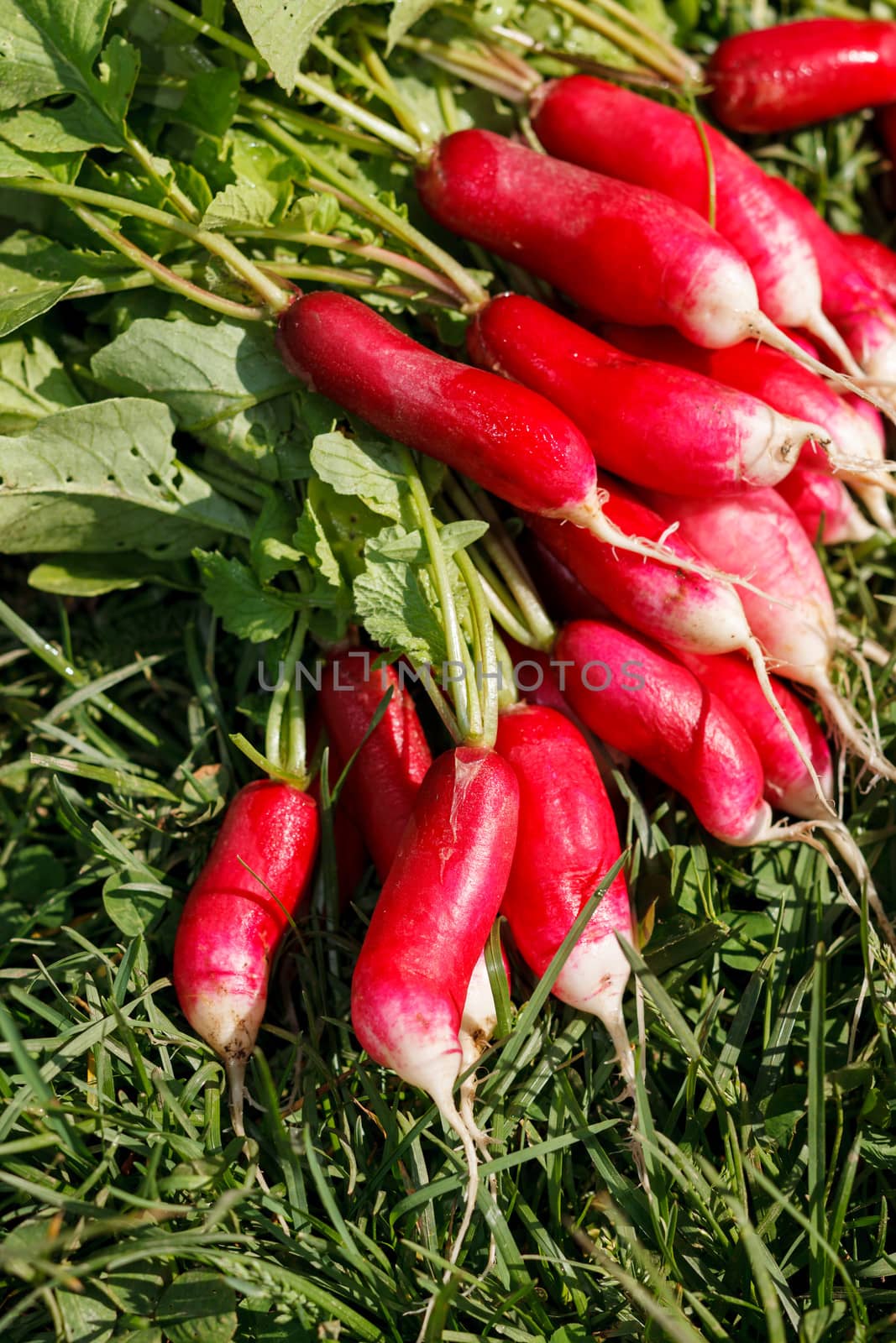 fresh radish by shebeko