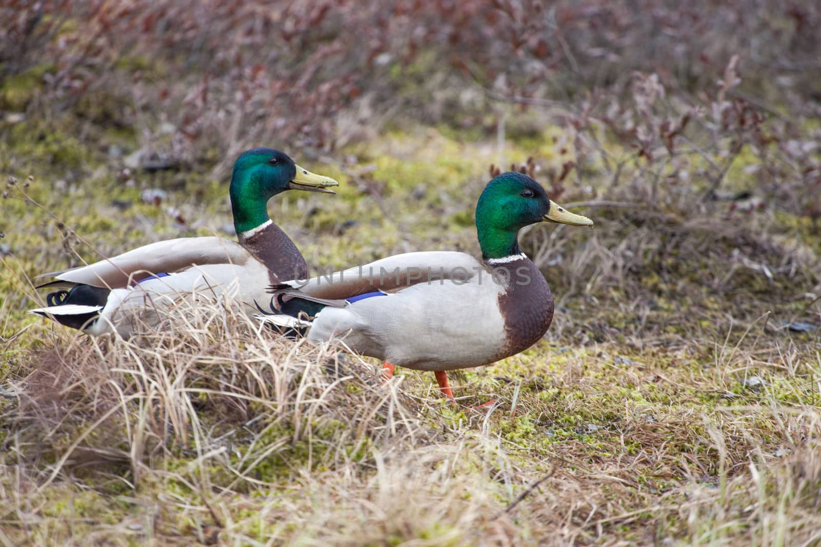 Two male mallards follow each other in a path