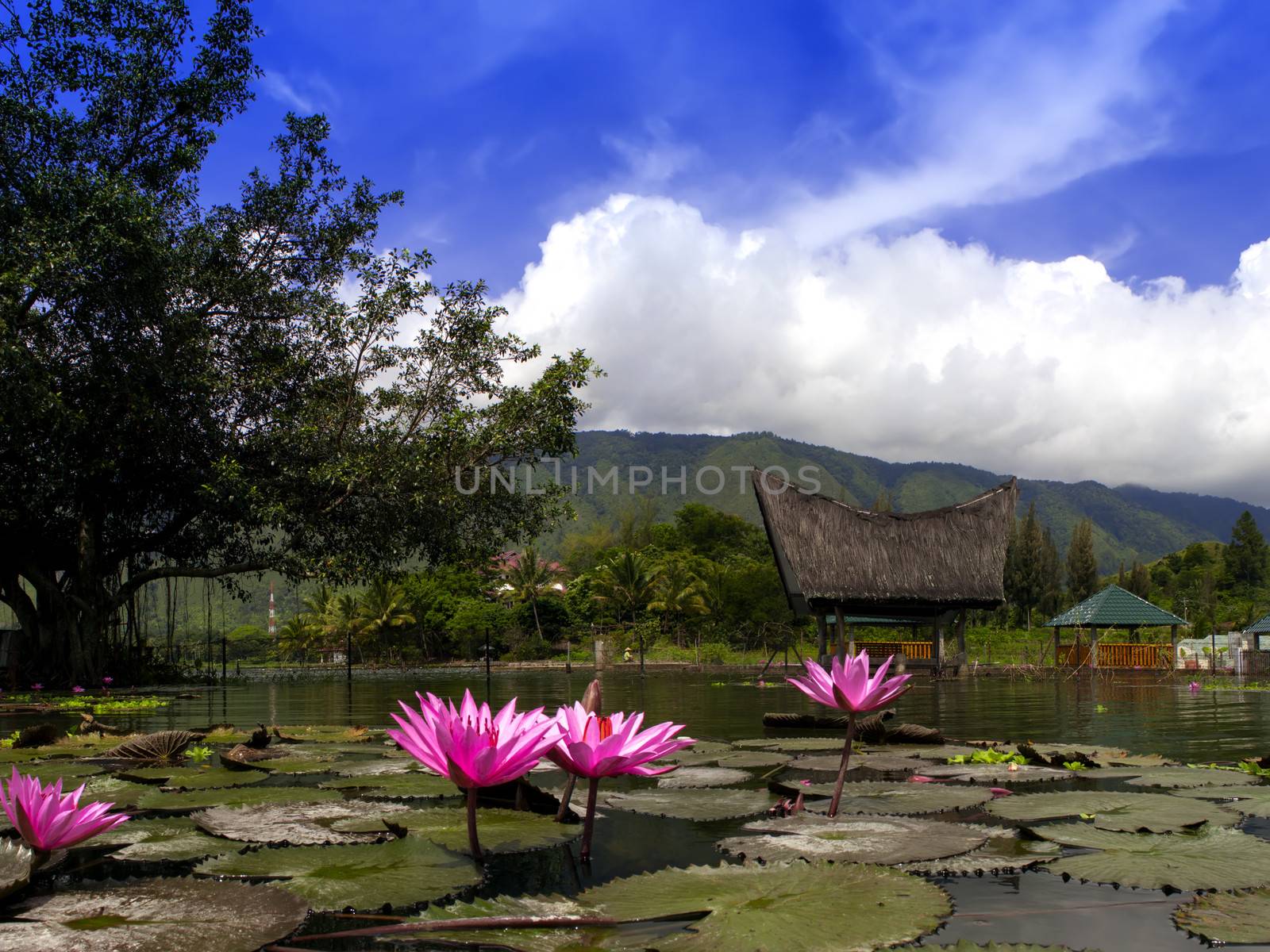 Lotuses and Gazebo. by GNNick