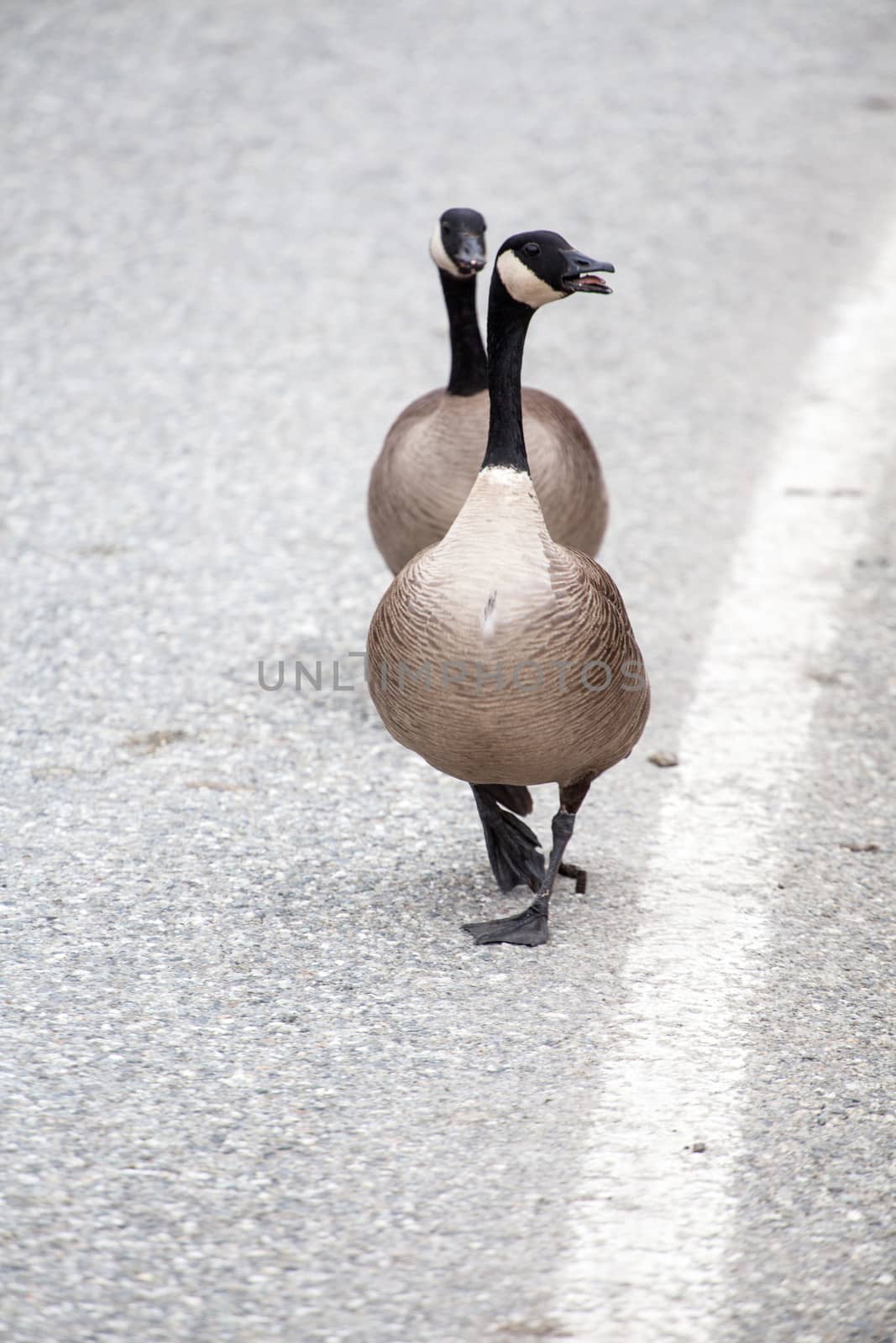 Two Canadian geese walk along a white line