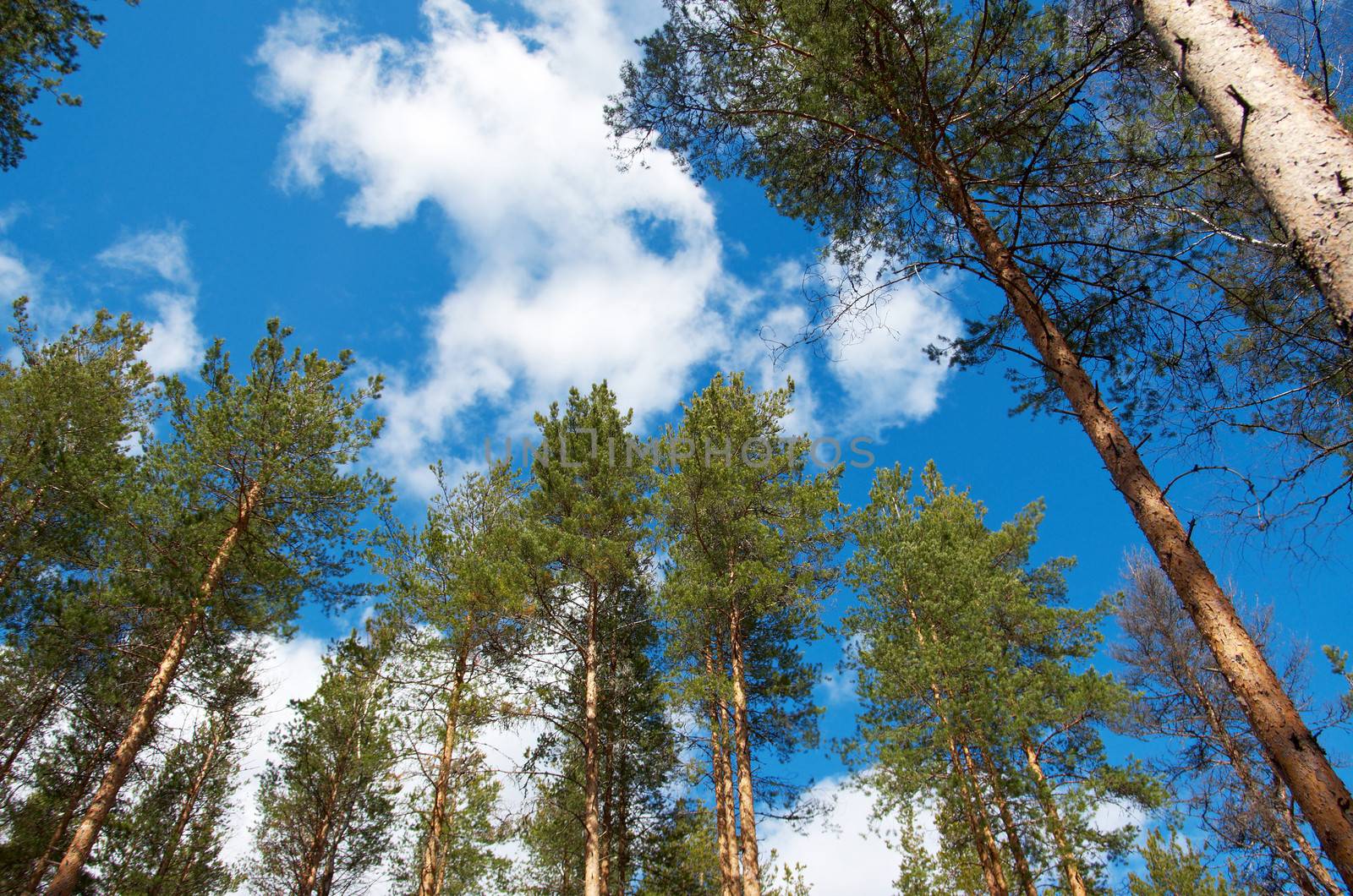 pine forest under cloudy blue sky