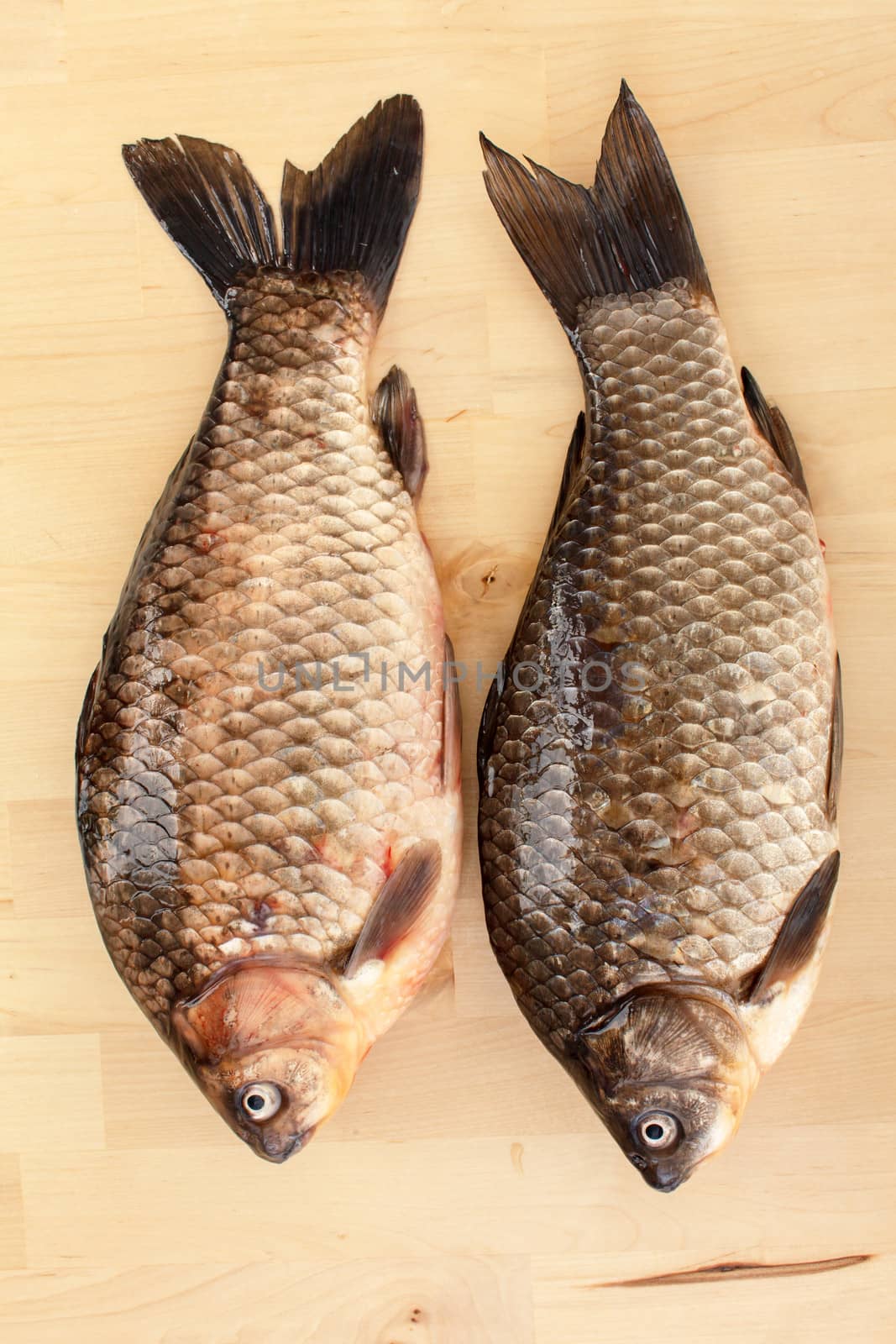 Crucian carp by shebeko