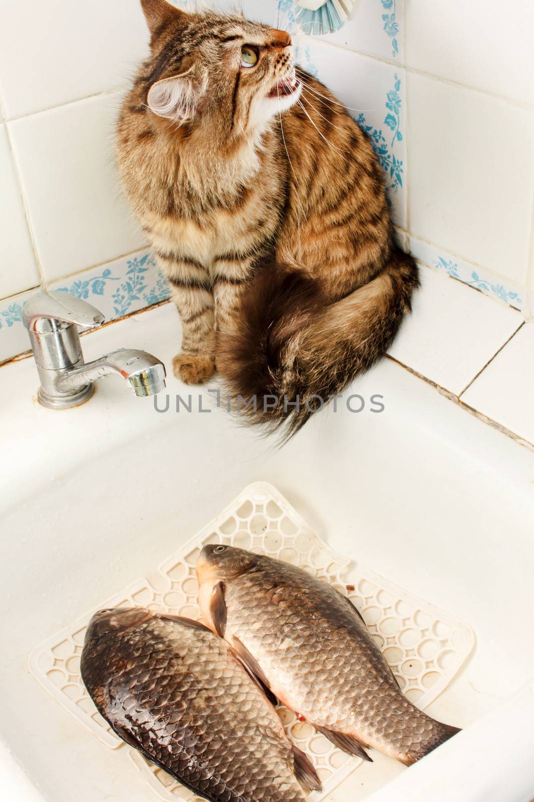 cat and fish by shebeko