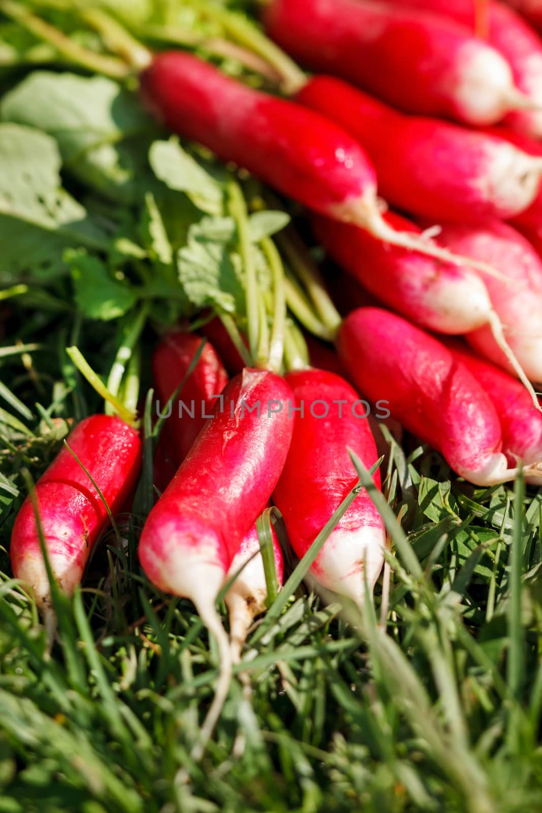 fresh radish by shebeko