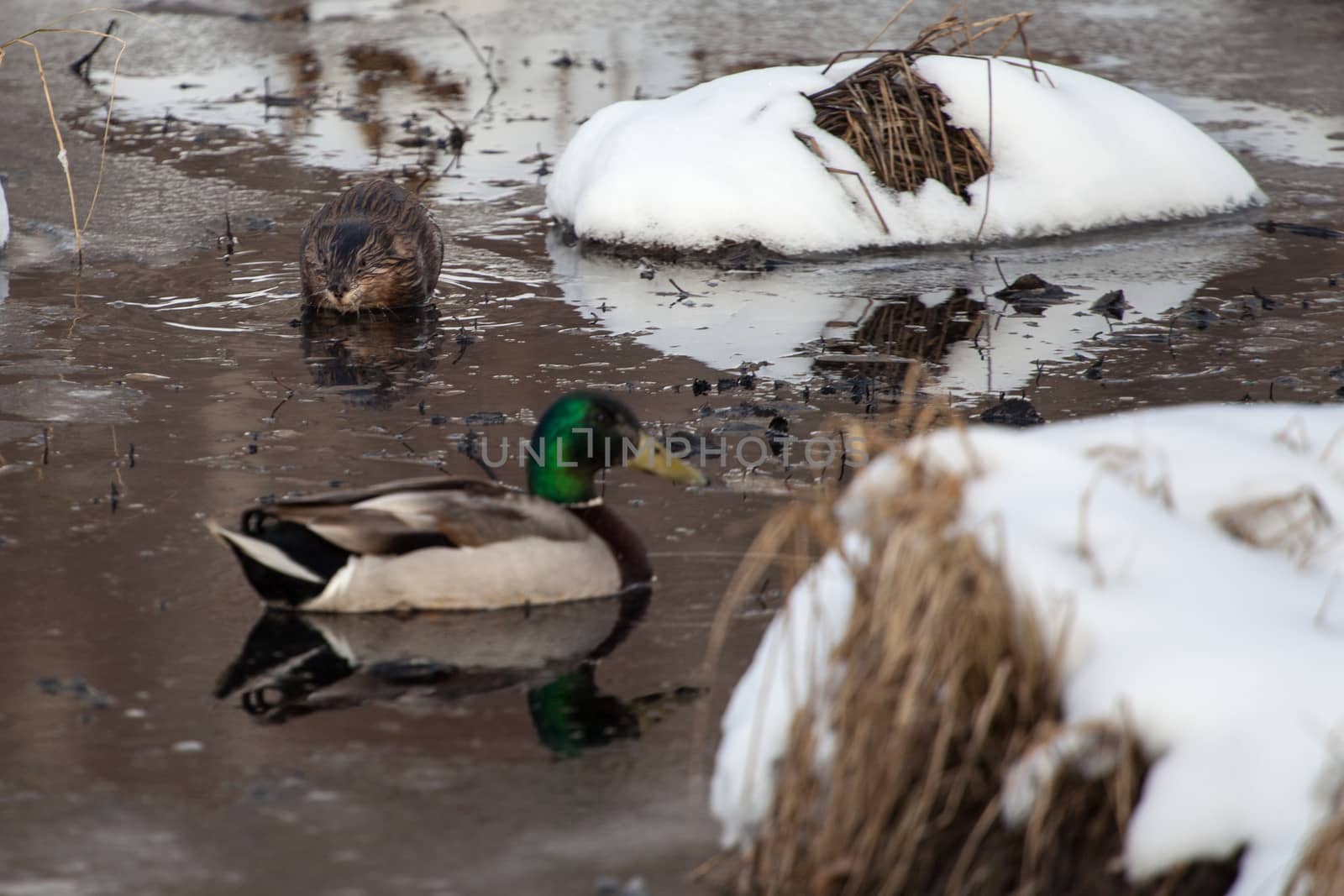 A muskrat and mallard share a small space in a pond
