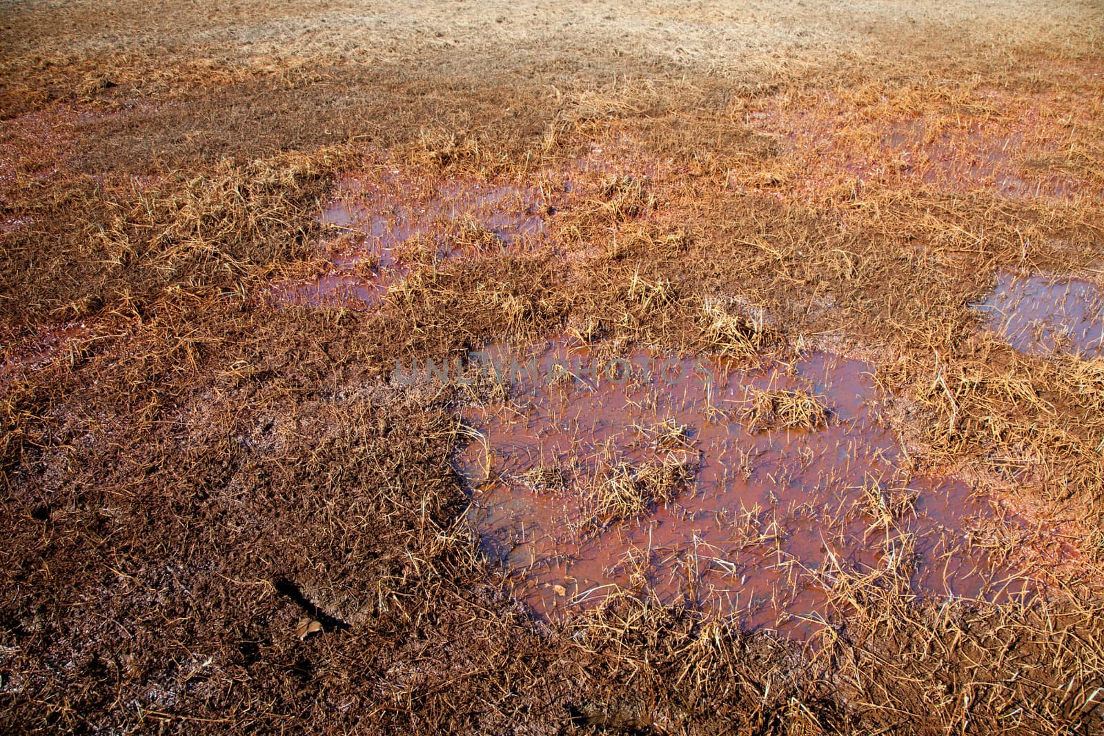 Iron and other pollutants fill a wetland.