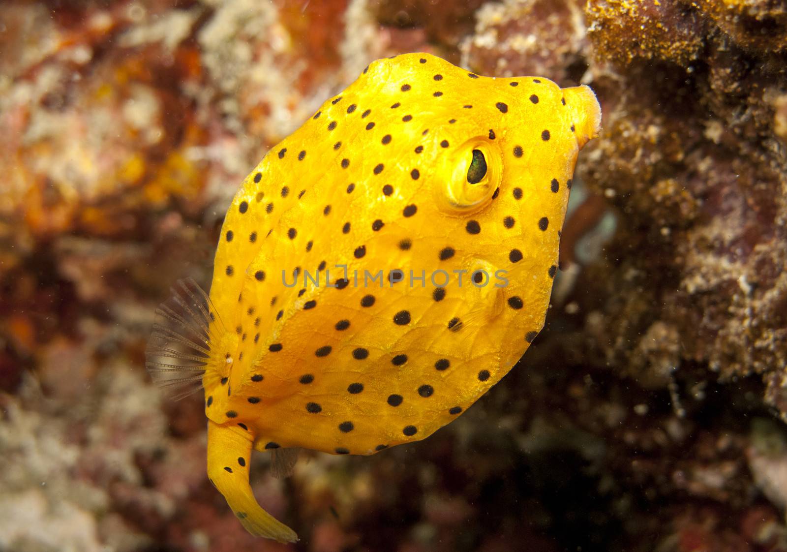 young yellow boxfish fills the shot