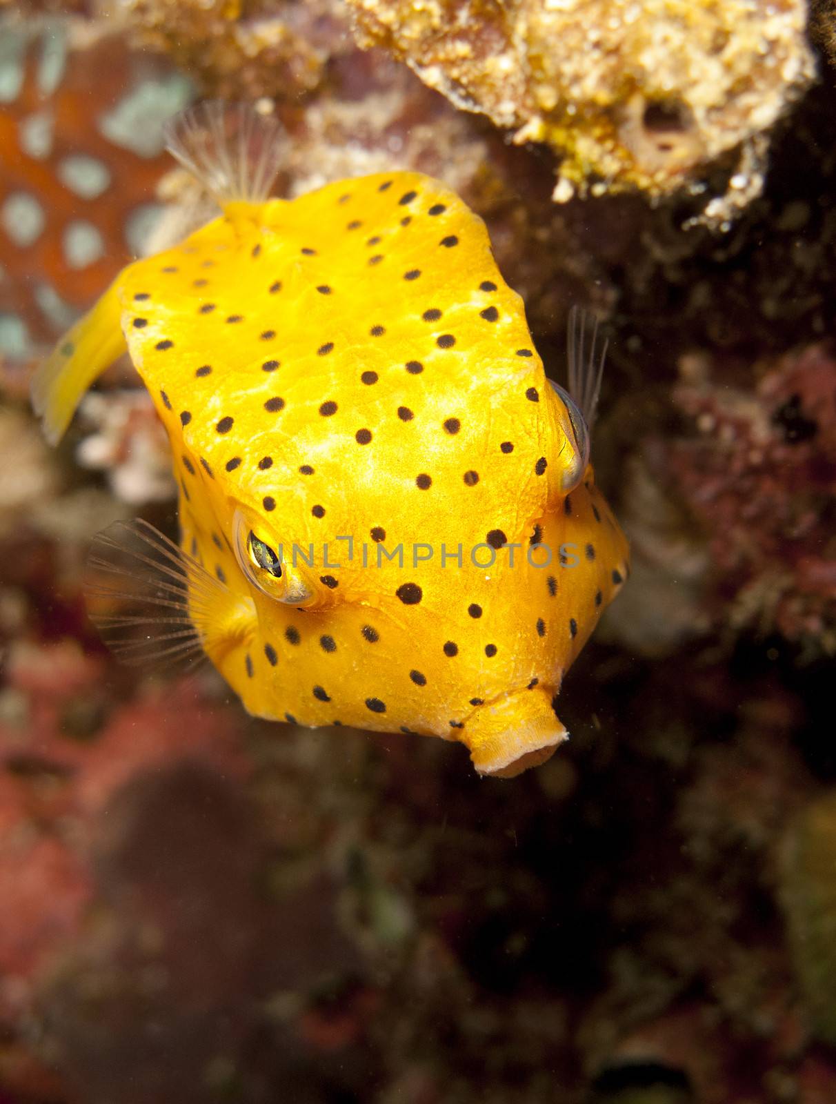 a juvenile yellow boxfish swims down.
