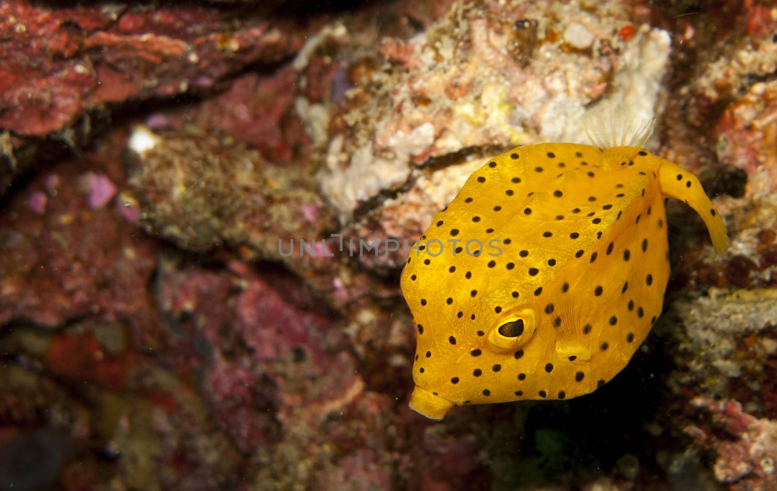 Yellow boxfish juv, on the right looking left