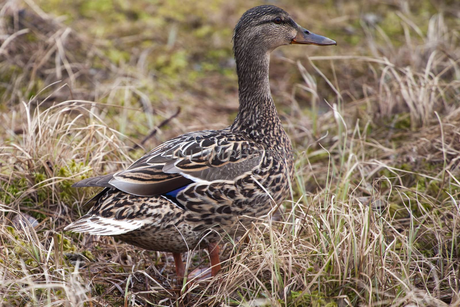 A female mallard looks alert while standing in wetland