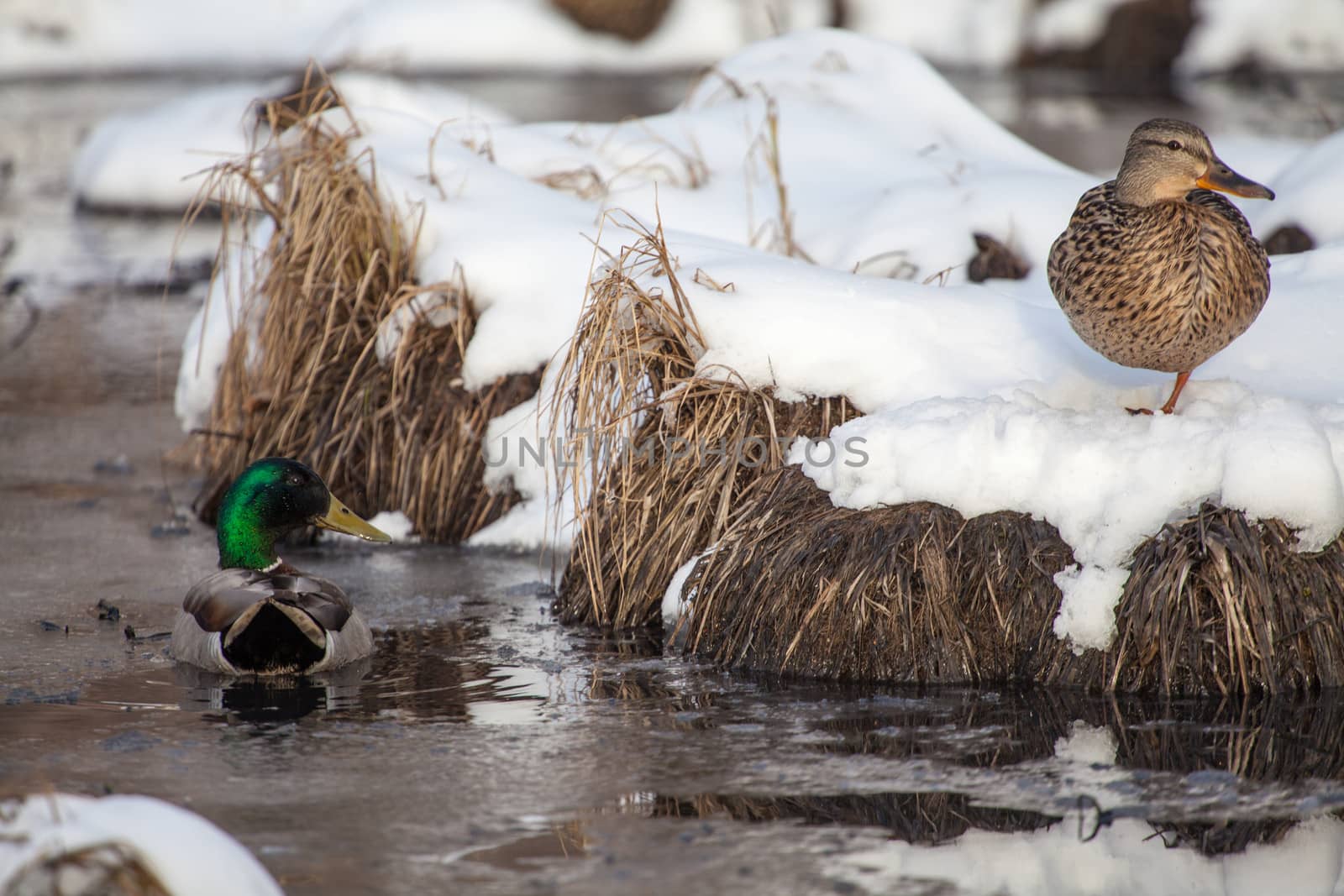 A male mallard watches over a female mallard as she rests in the snow.