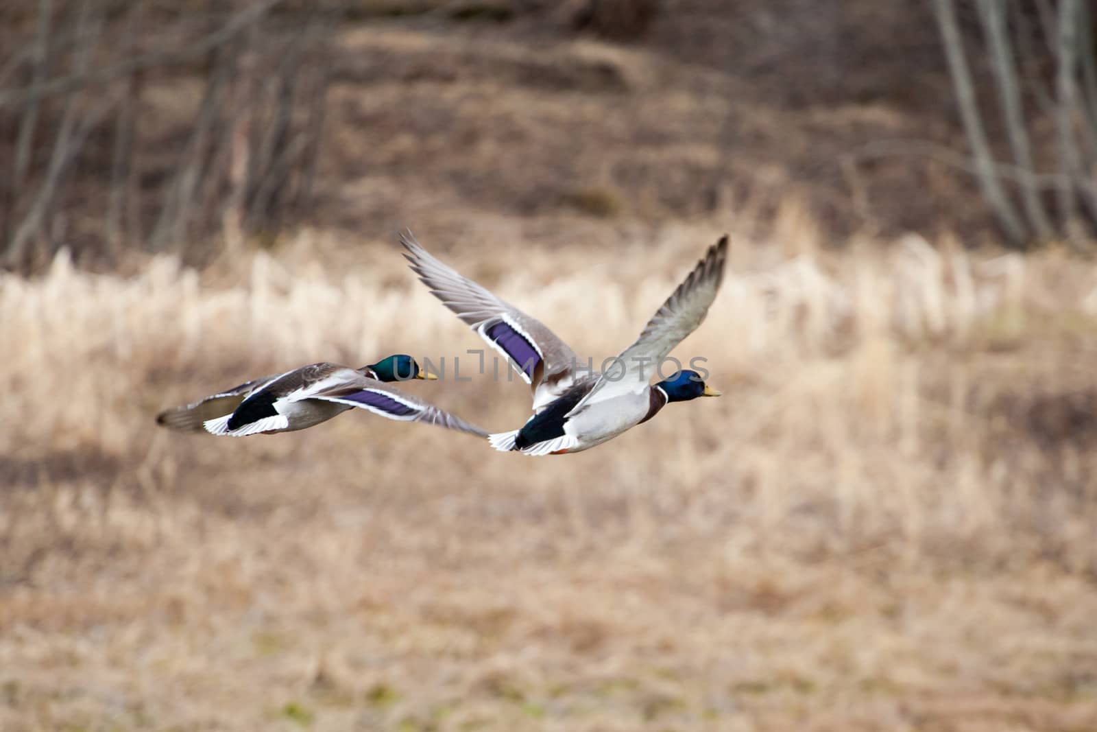 Two male mallards in flight together