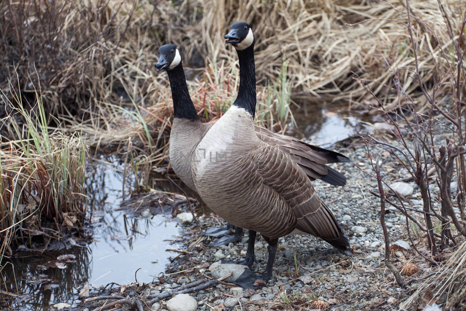 Two canadian geese look alarmed