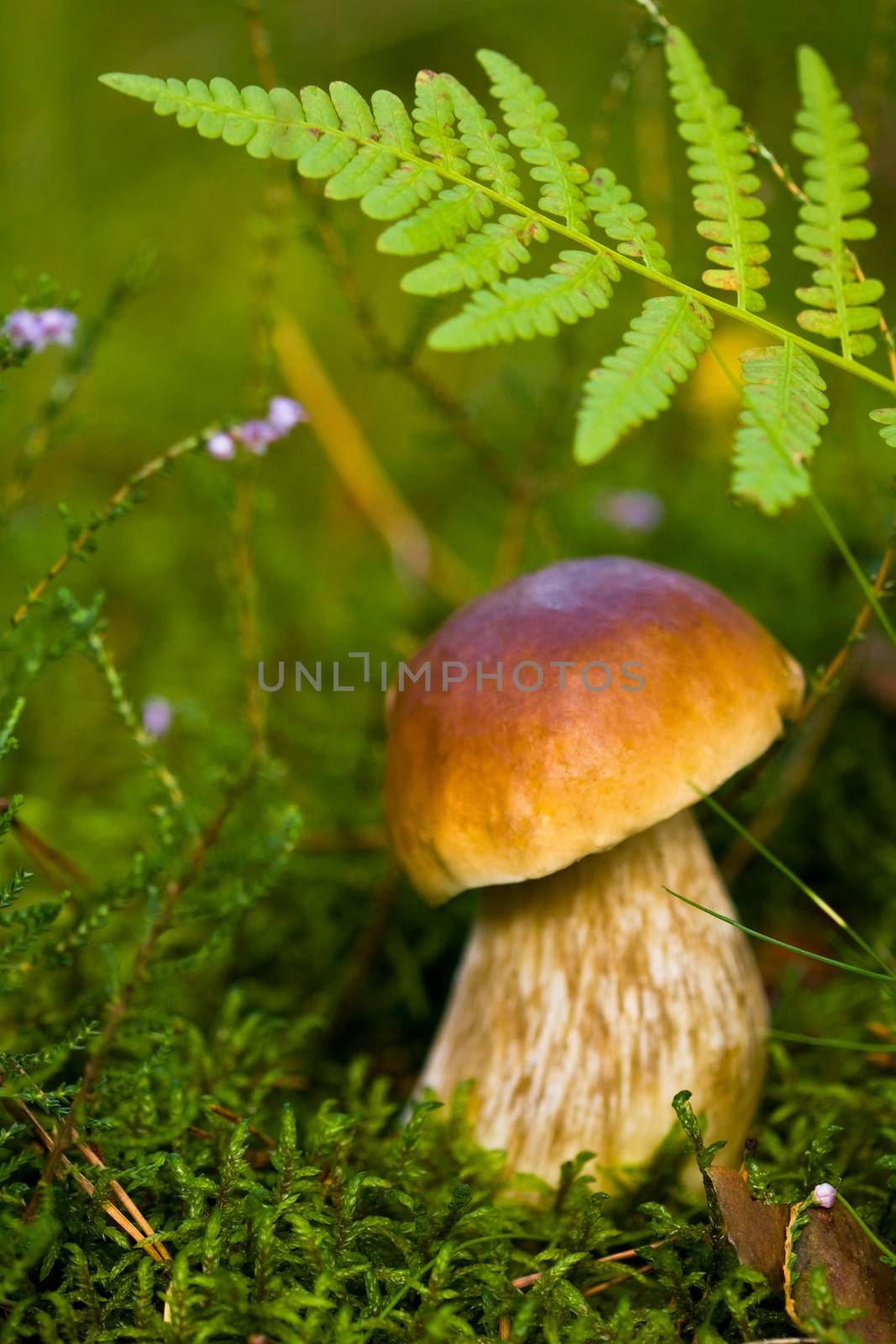 Small boletus in the wild forest, nature closeup