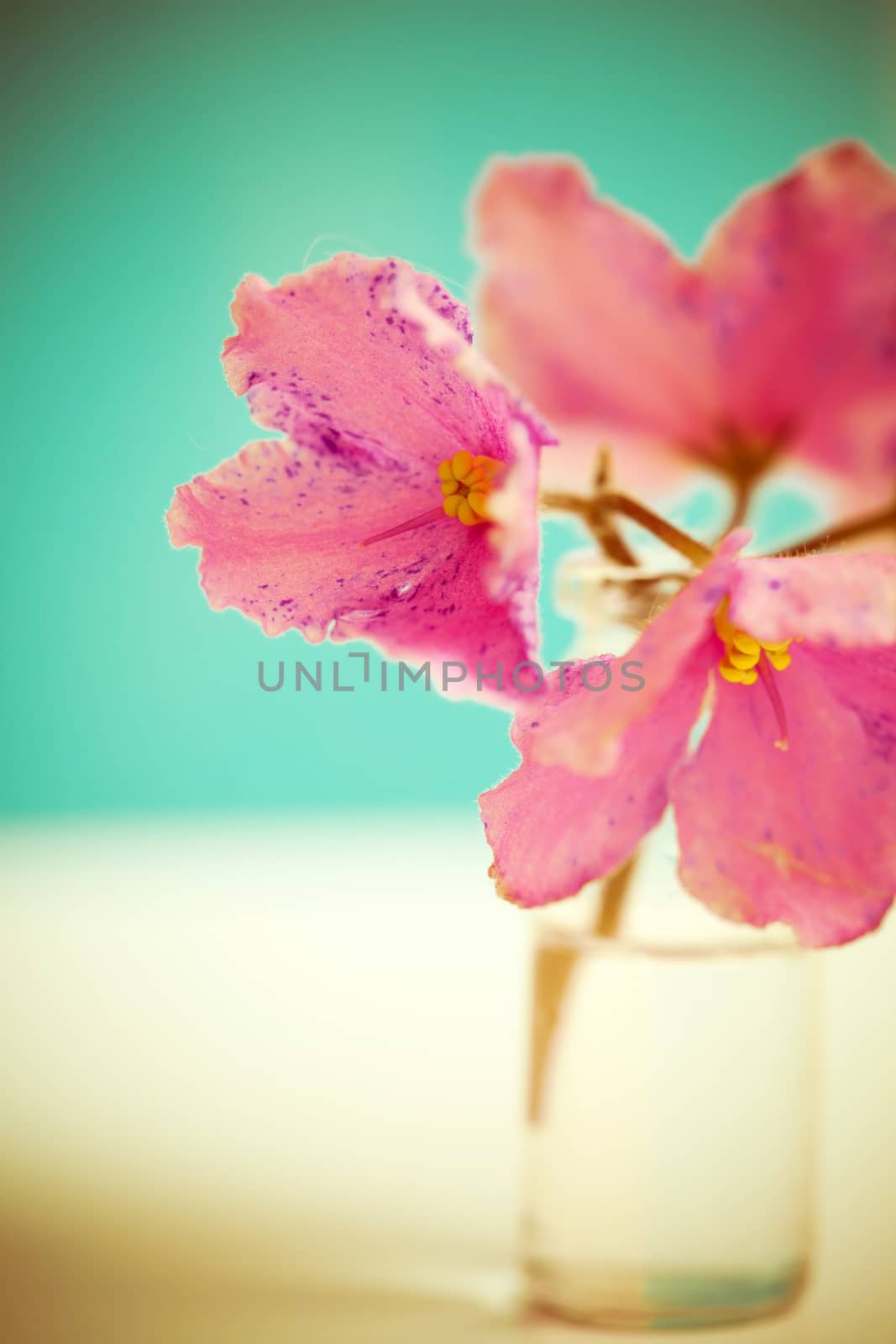 pink flowers in vase by shebeko