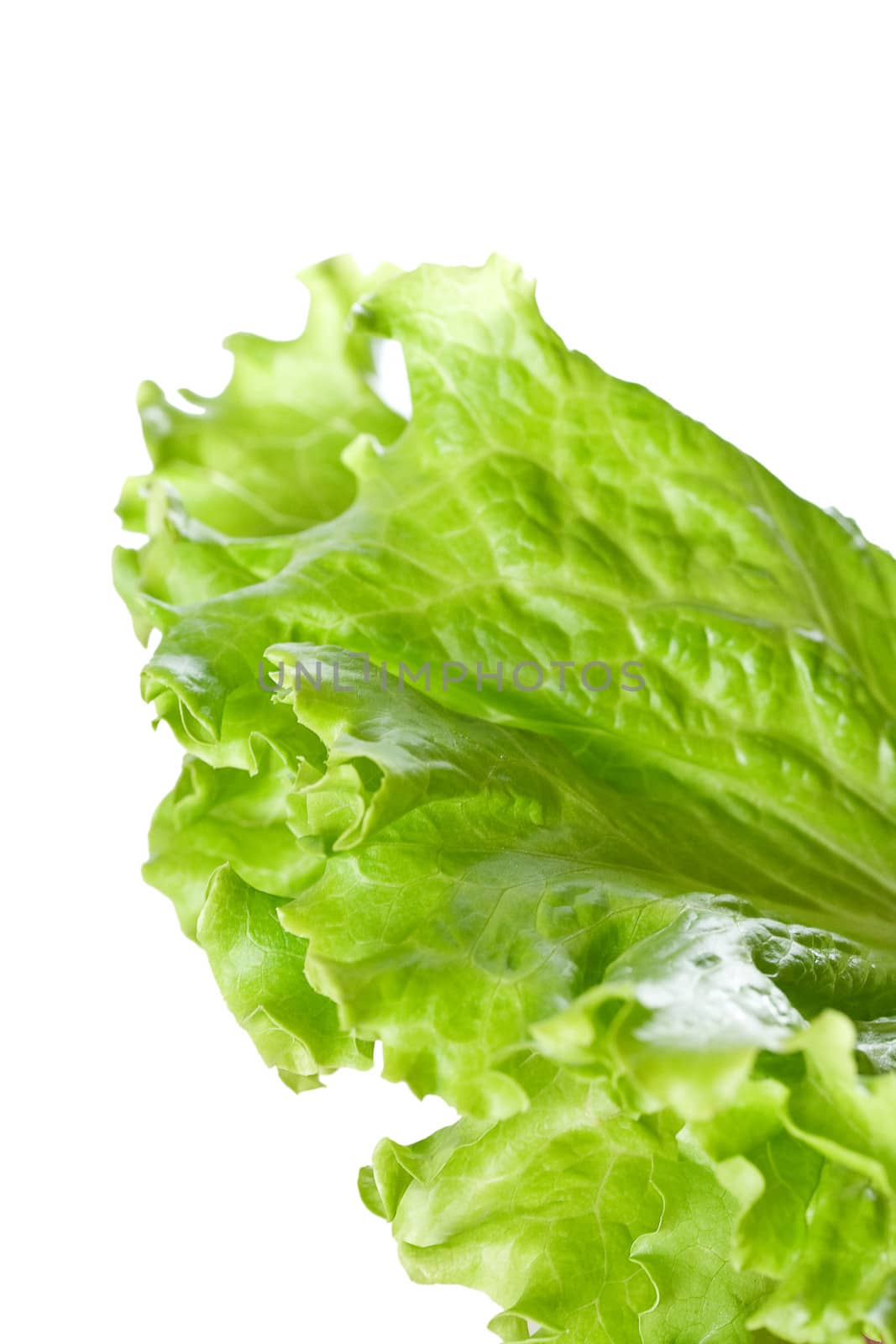 Fresh harvested green lettuce close up isolated