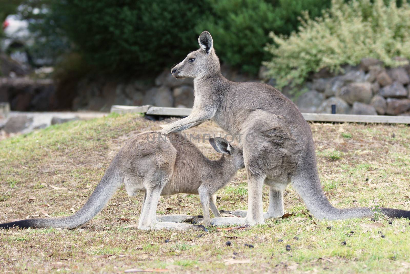 Great Grey Kangaroo, Grampians National Park, Australia by alfotokunst
