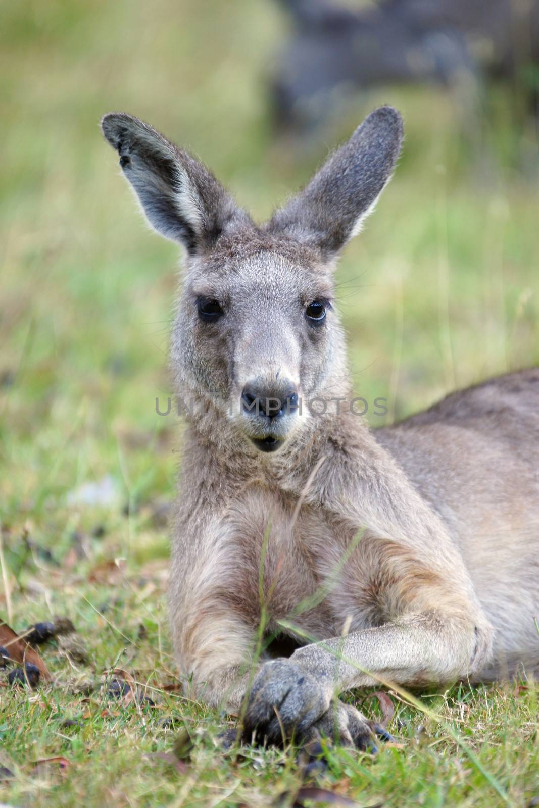 Great Grey Kangaroo, Grampians National Park, Australia by alfotokunst