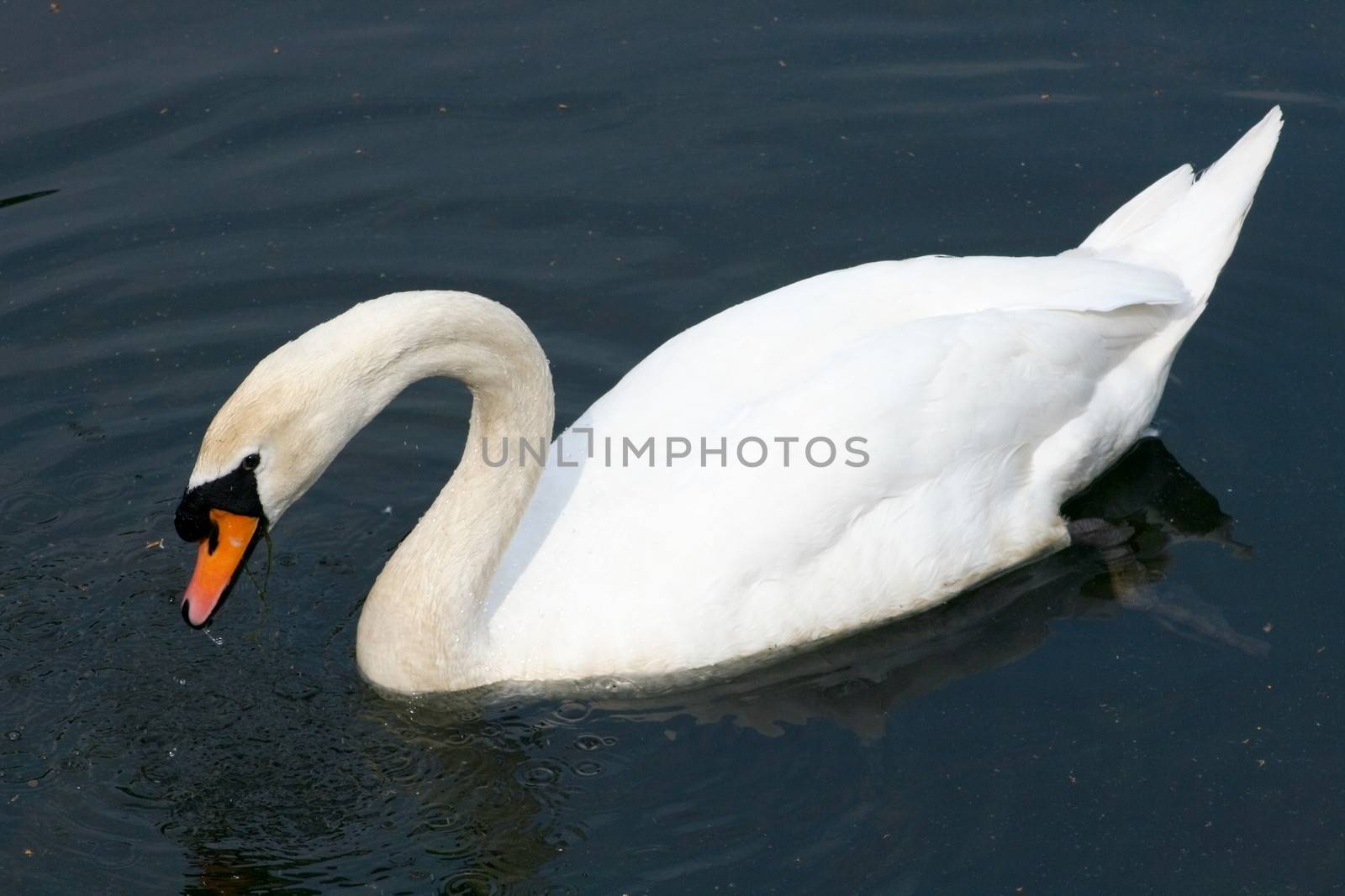 A white adult Mute Swan (Cygnus olor) in the foraging