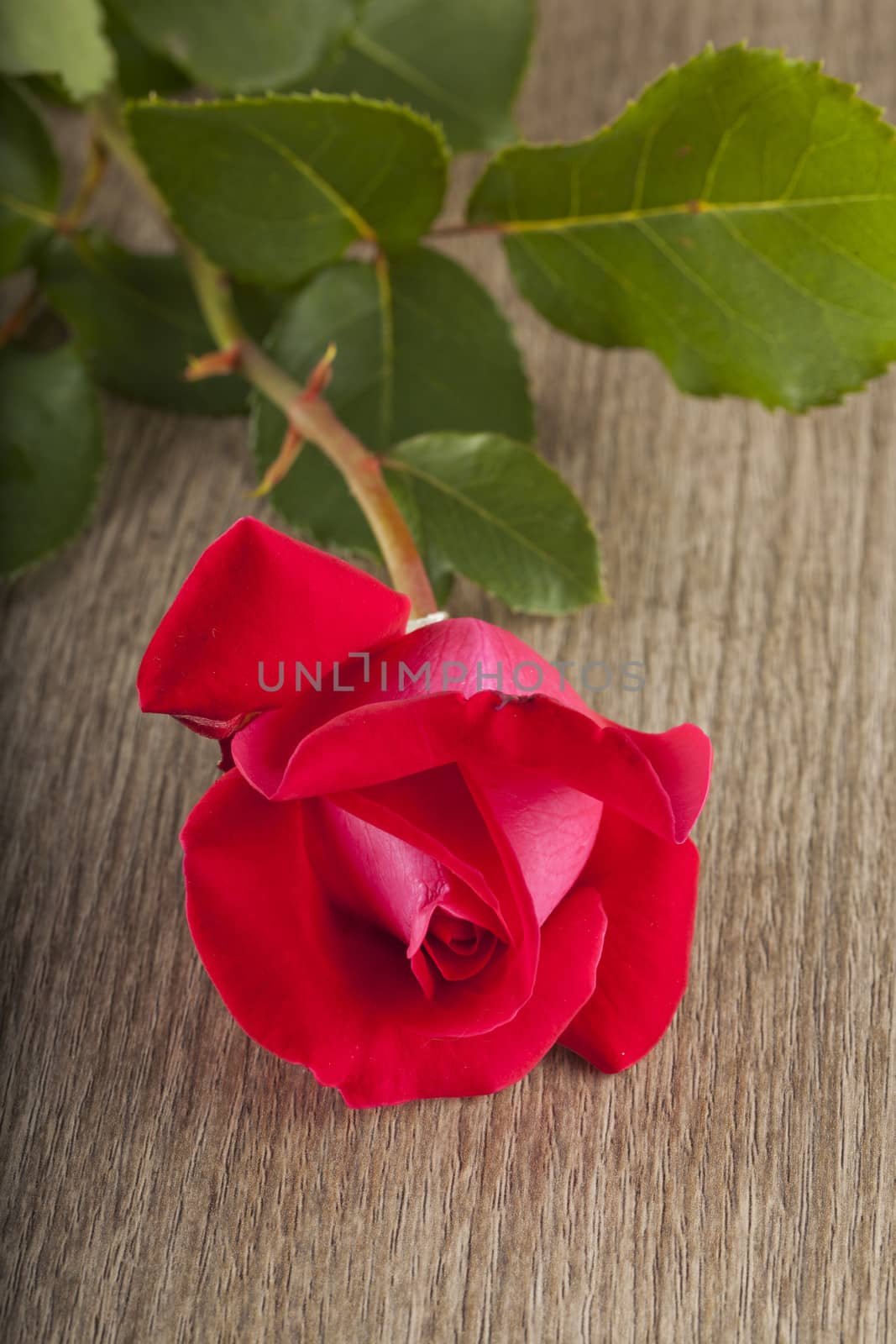 Close up of a beautiful red rose 