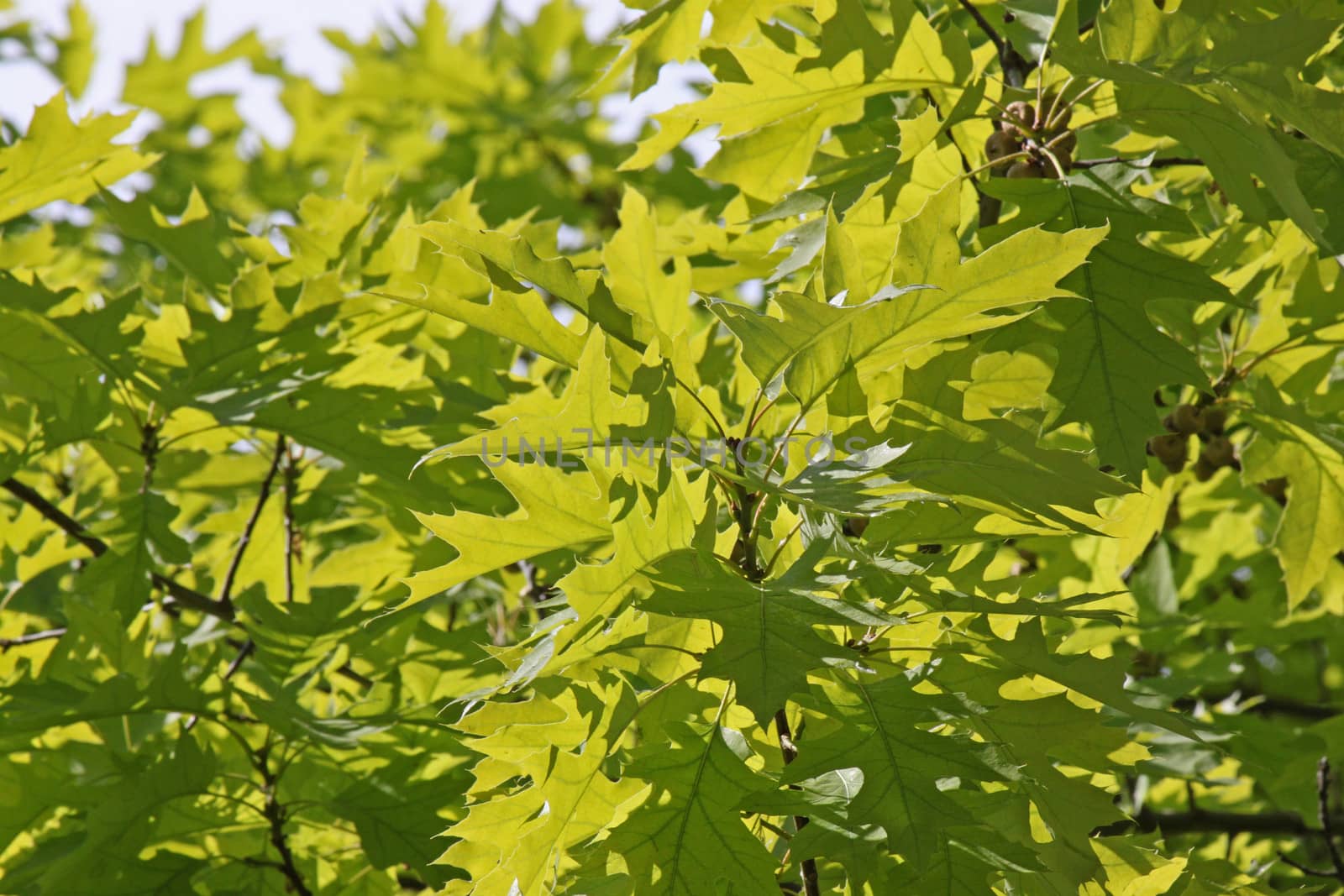 oak tree leaves at spring