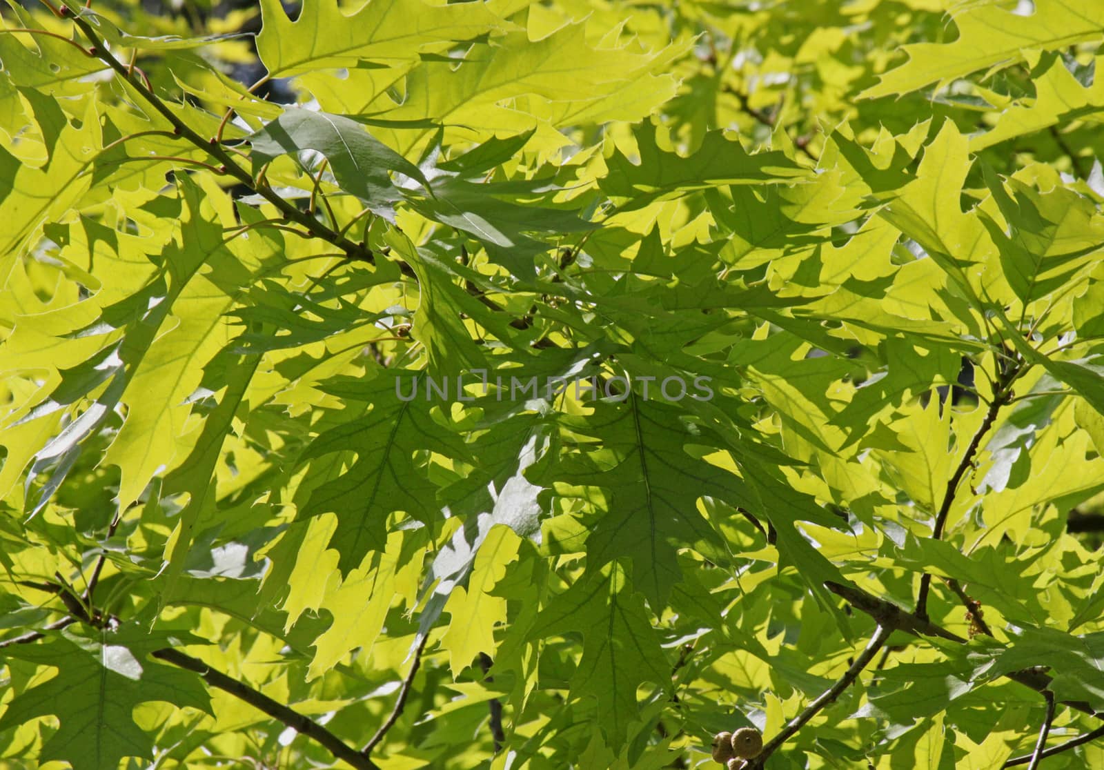 close up of green oak tree leaves