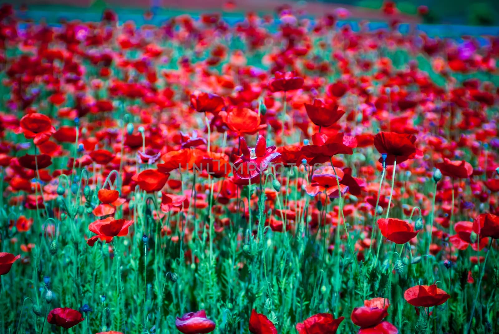 red poppy meadow field by the road