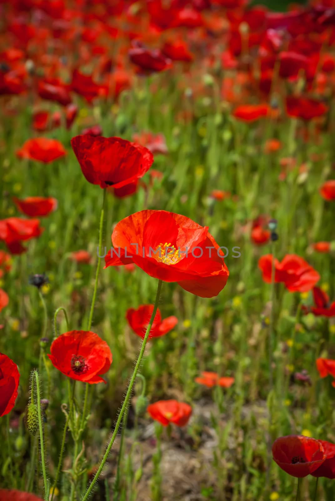 red poppy meadow field by the road