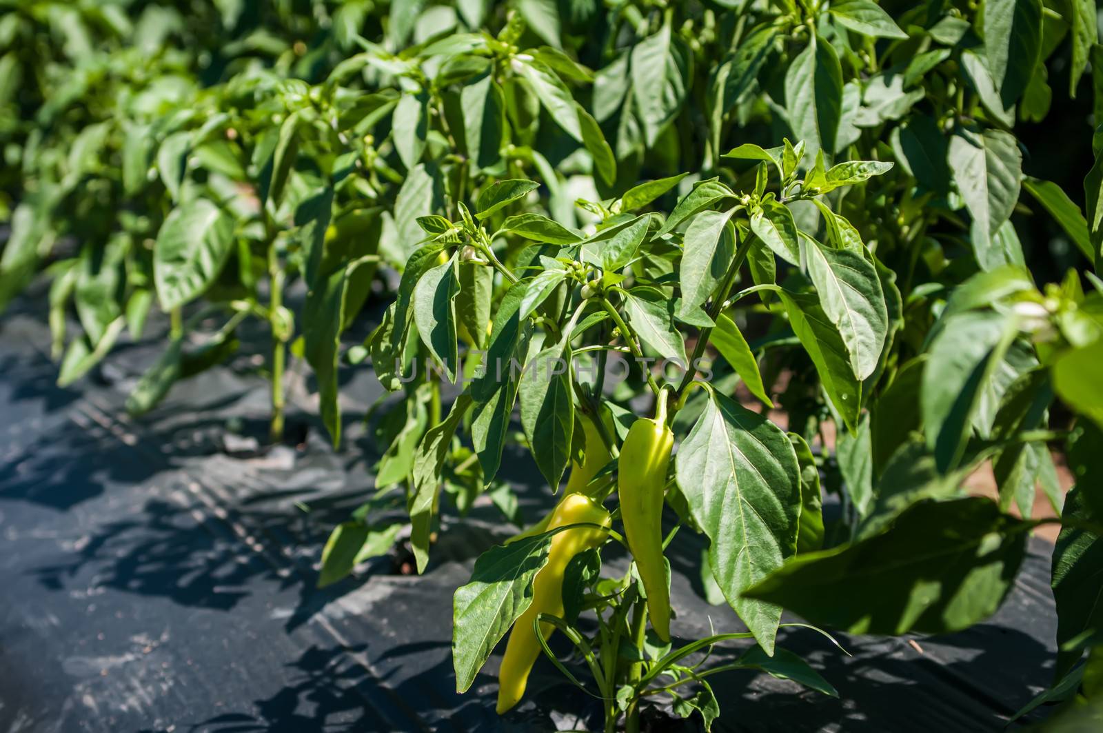 green chilli peppers plant on farm