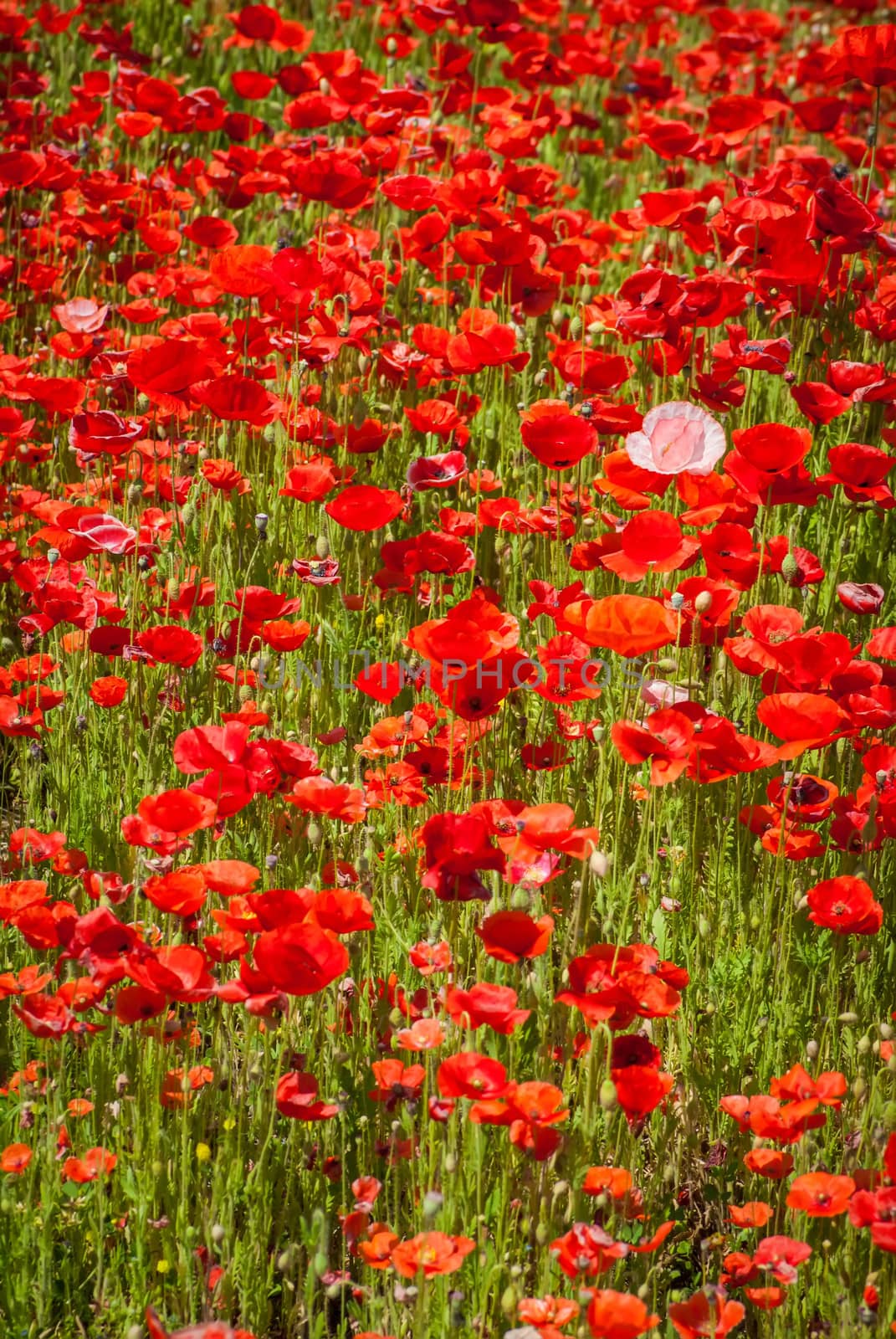 red poppy meadow field by the road