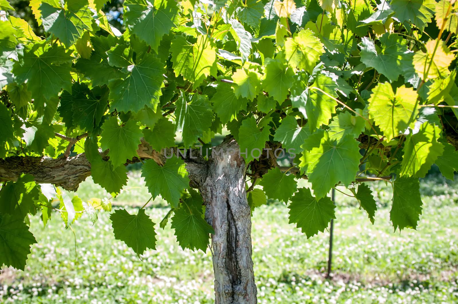 at the vineyard farm on a bright sunny day