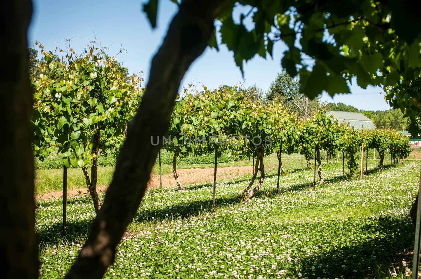 at the vineyard farm on a bright sunny day