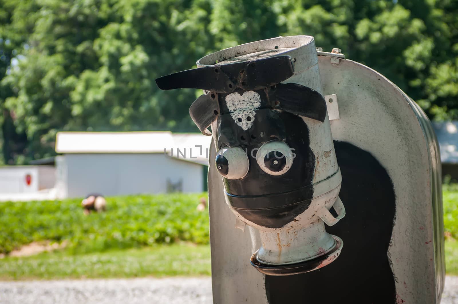 cow made of metal oil tank on the farm land