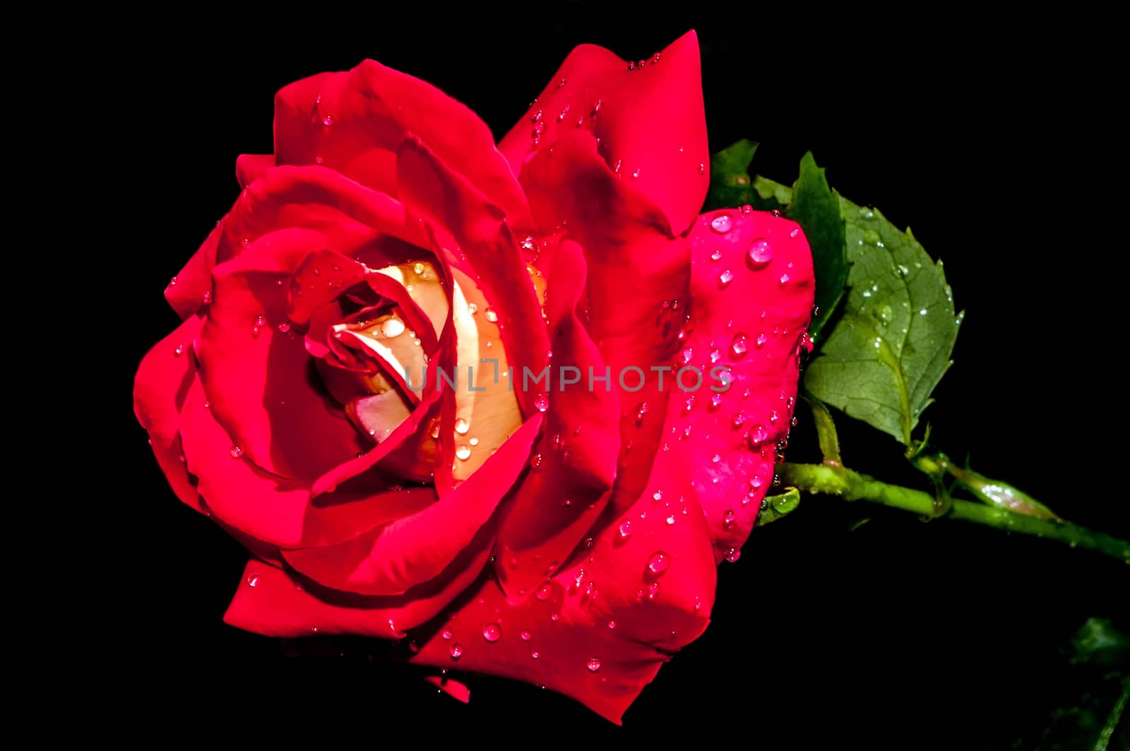 red rose with water drops