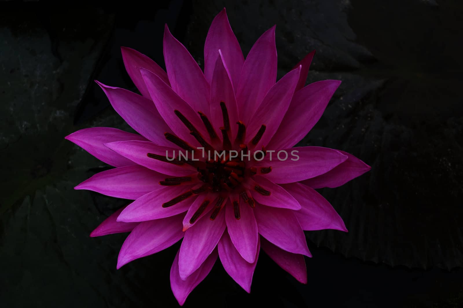 Nimphaea of Lake Toba. North Sumatra, Indonesia.