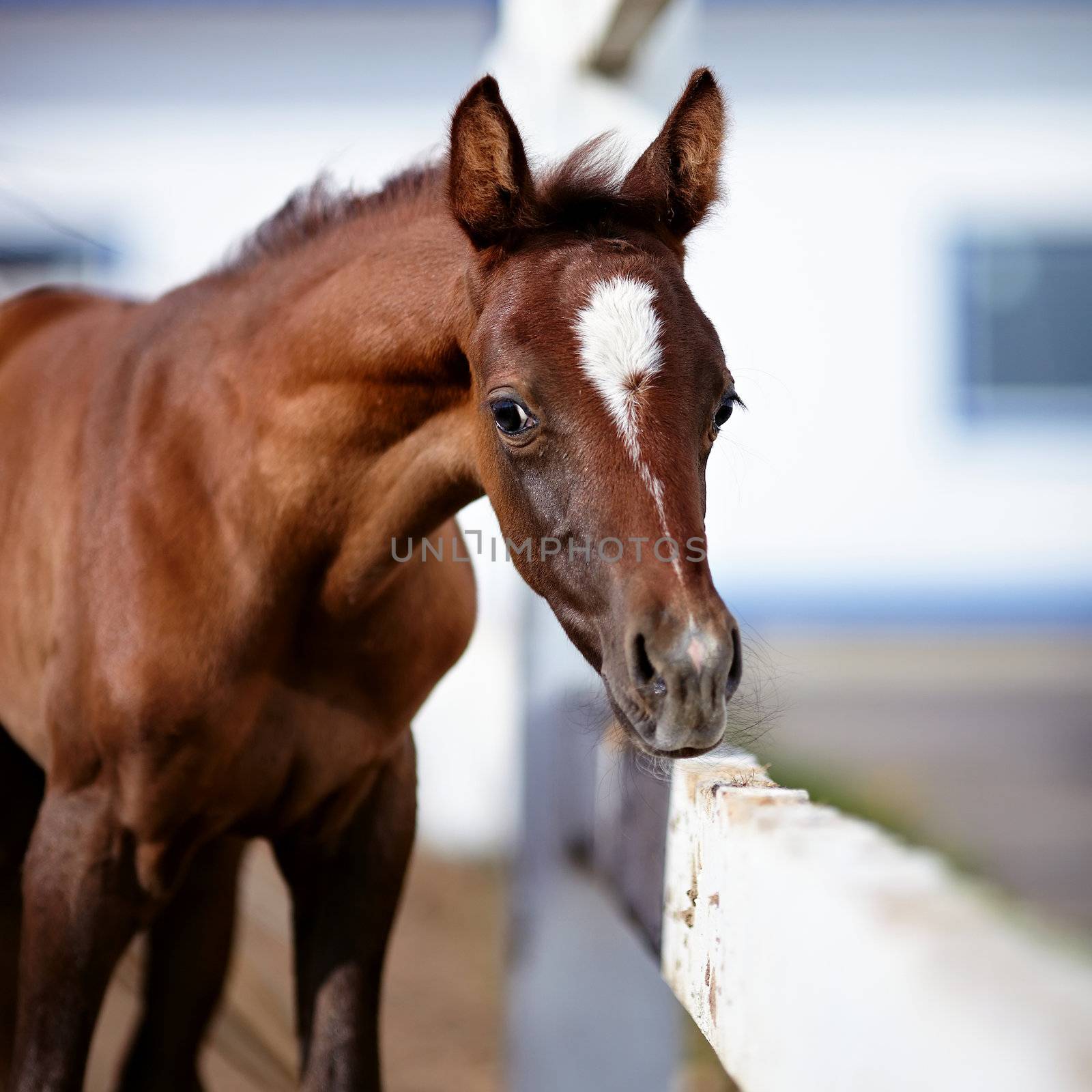 Portrait of a brown foal. Muzzle of a foal. Brown foal. Small horse. Foal with an asterisk on a forehead.