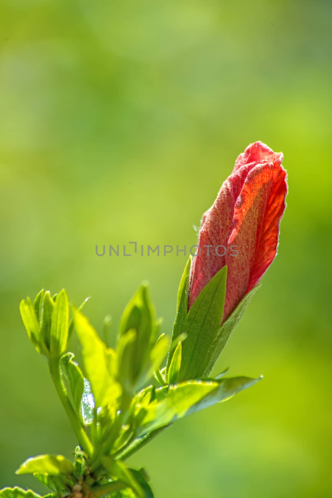 hibiscus bloom