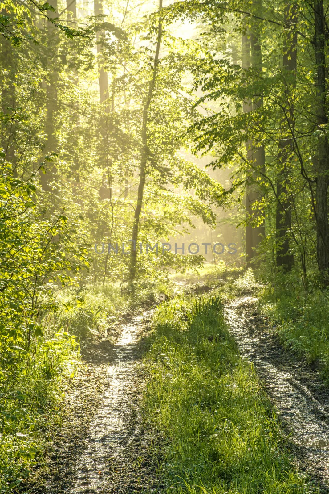 Forest in sunny spring light