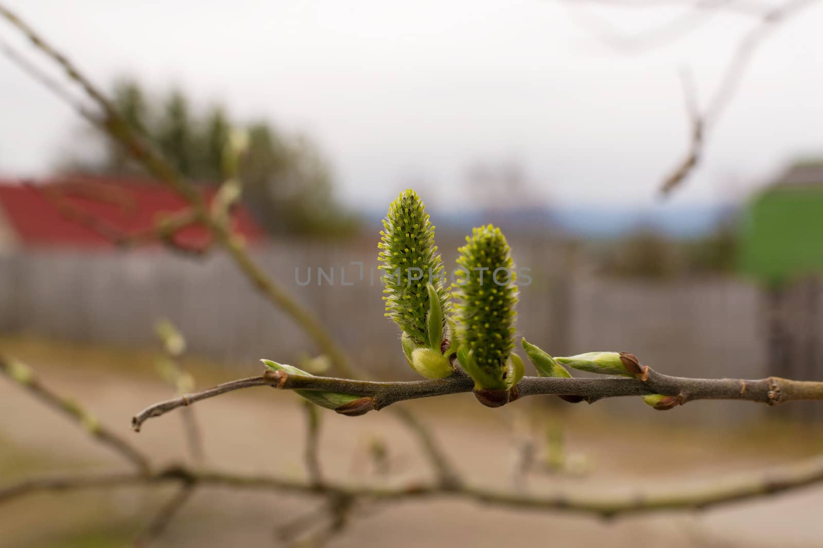 Two birch buds on a branch in the spring