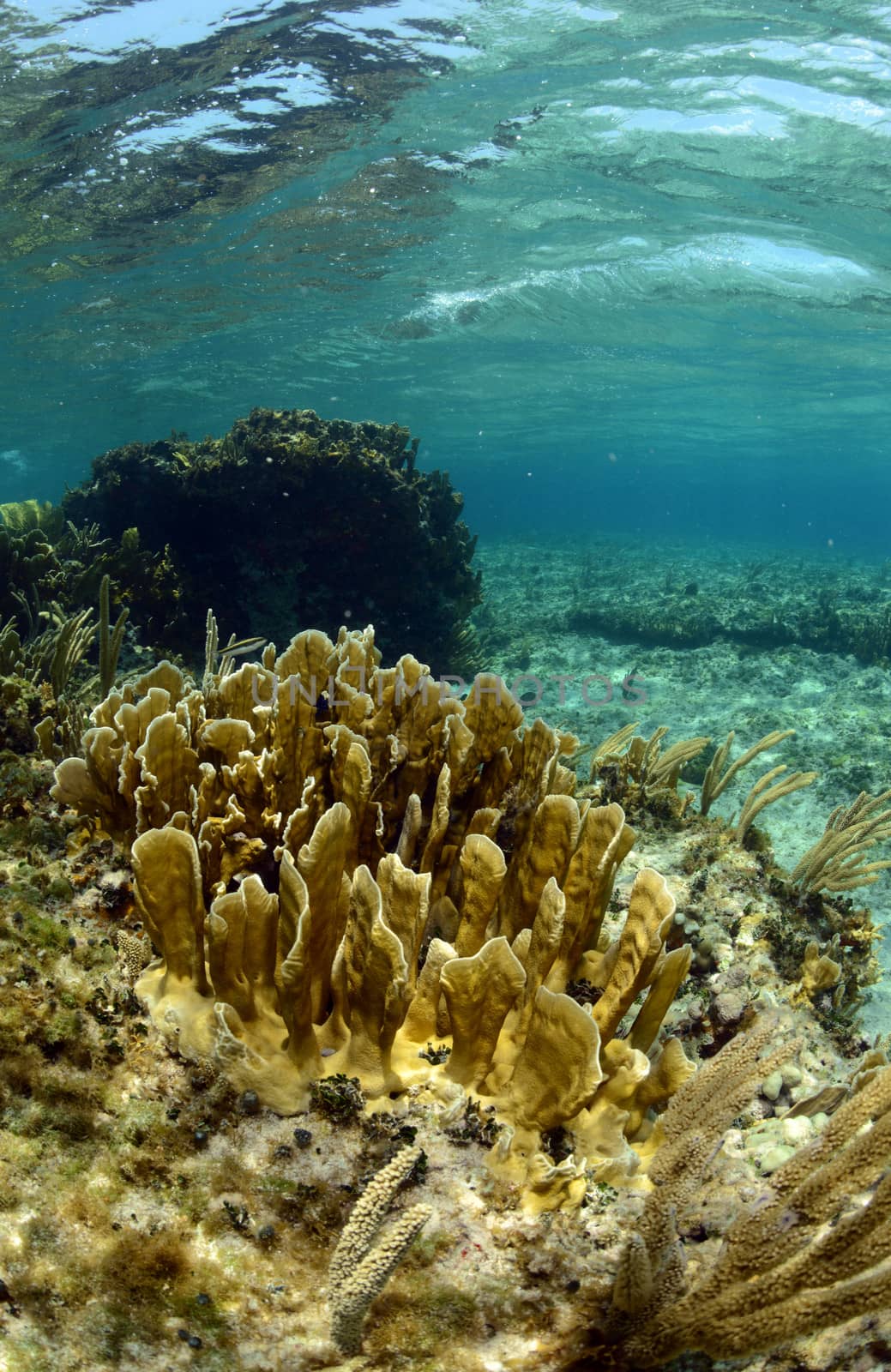 Natural underwater ocean scene in tropical location