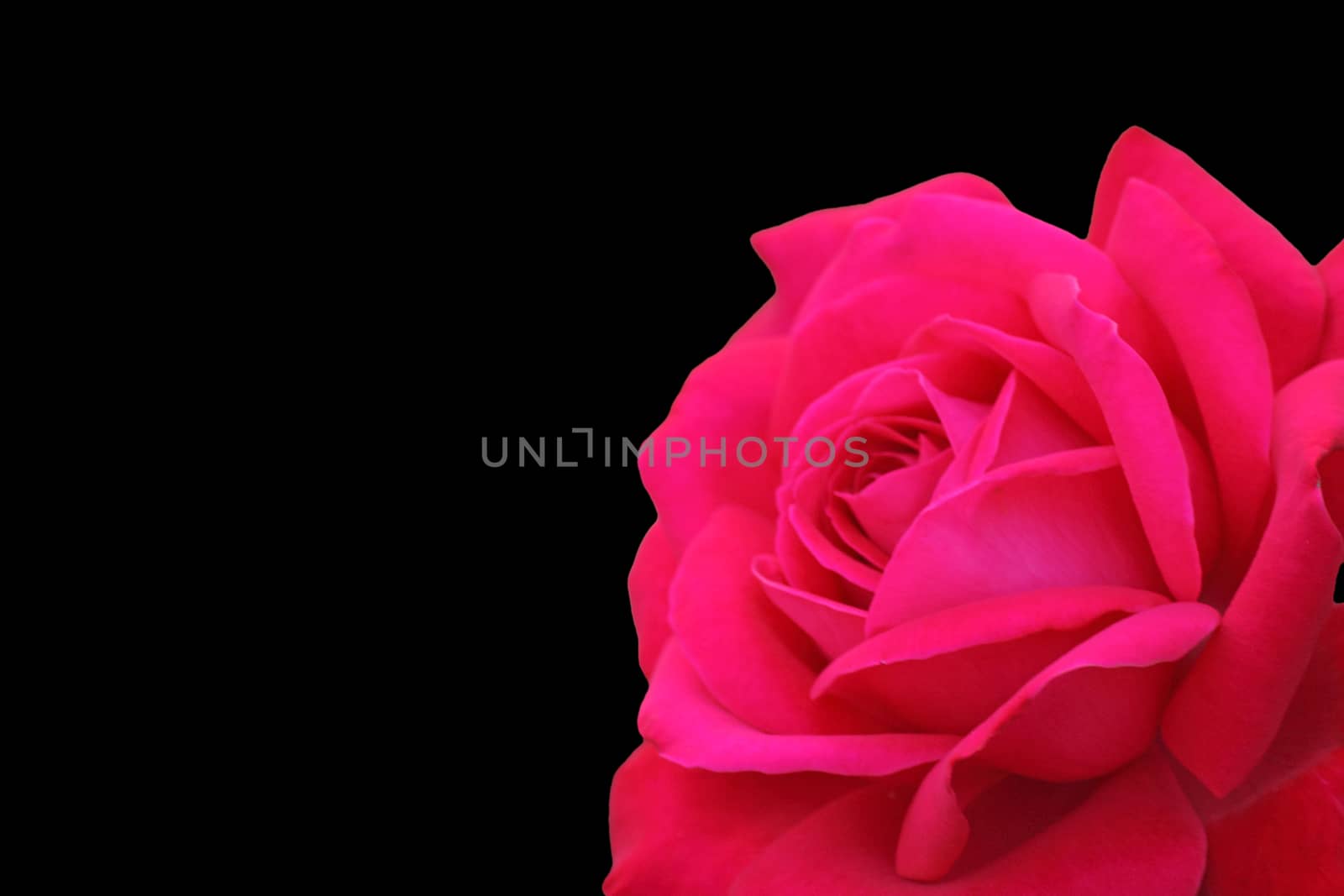 red rose over black background