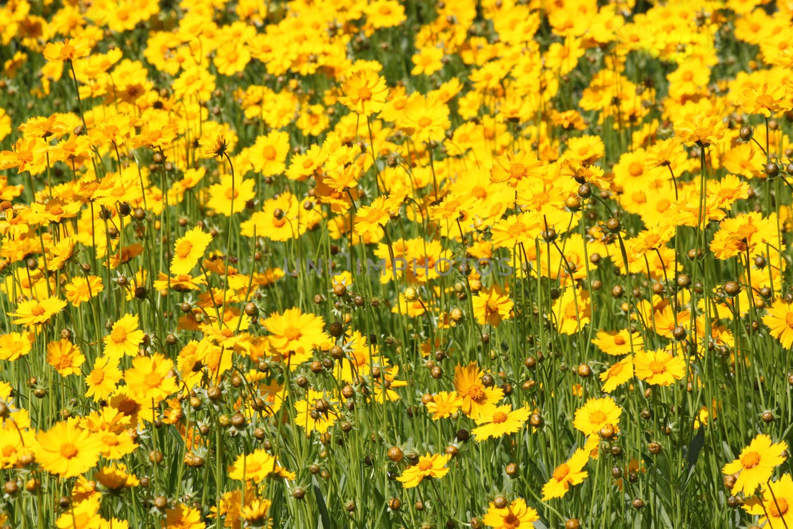 flowerbed with yellow flowers