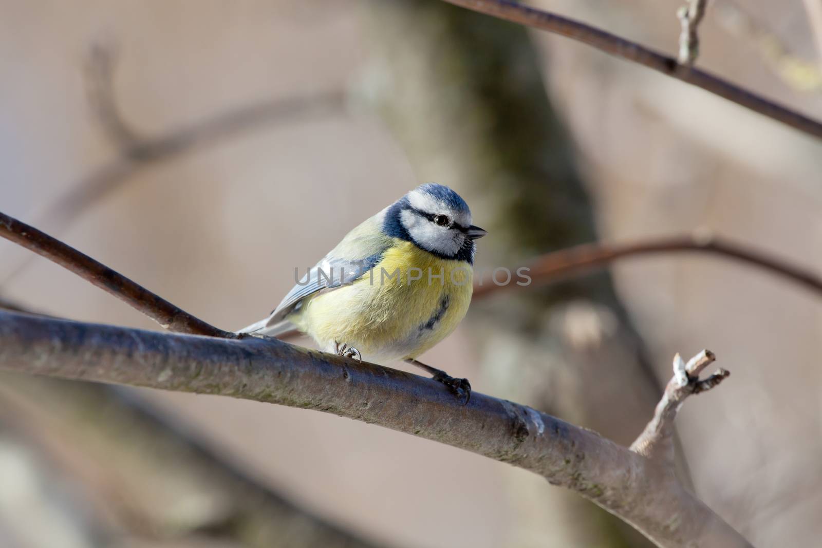 The blue titmouse sits on a mountain ash branch