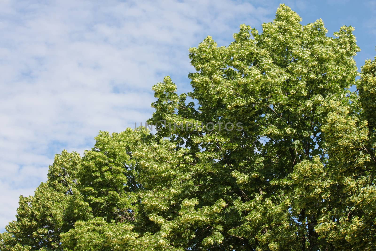 linden tree over cloudy sky