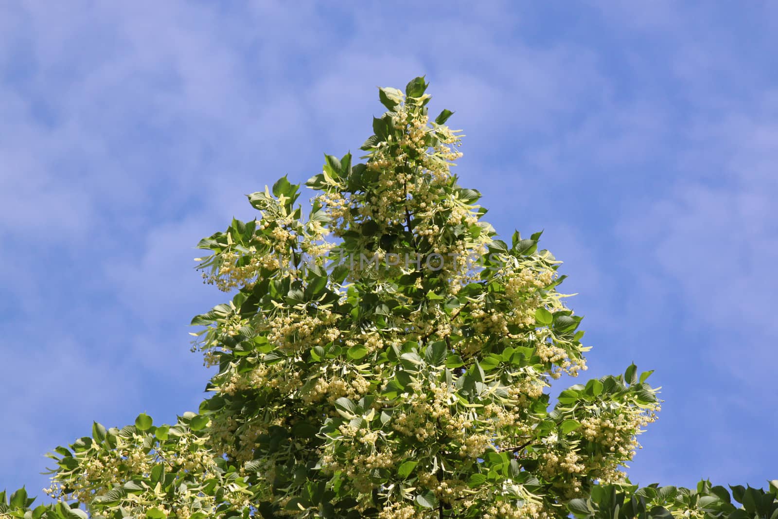 top of linden tree over blue sky