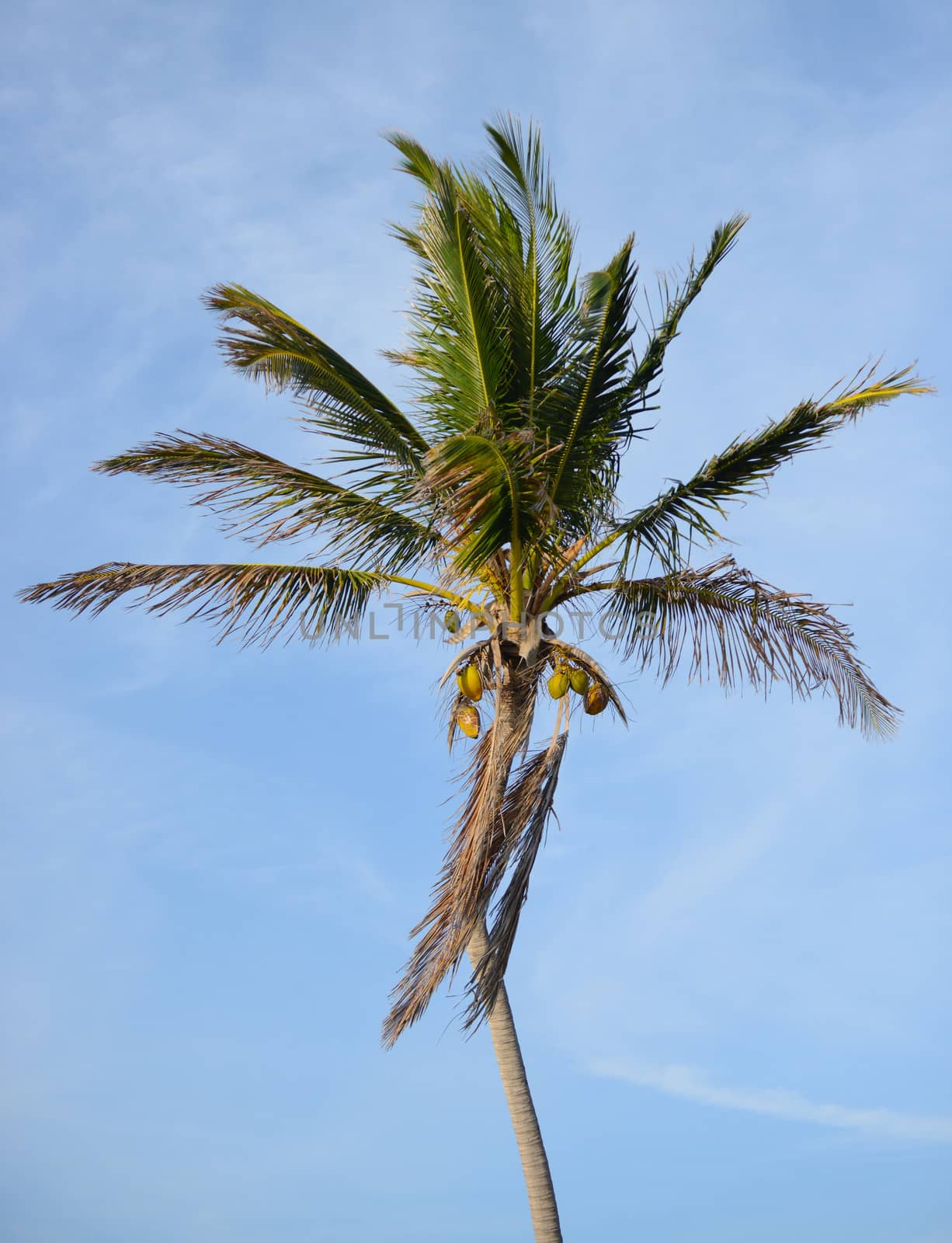 Coconut palm tree against a blue sky